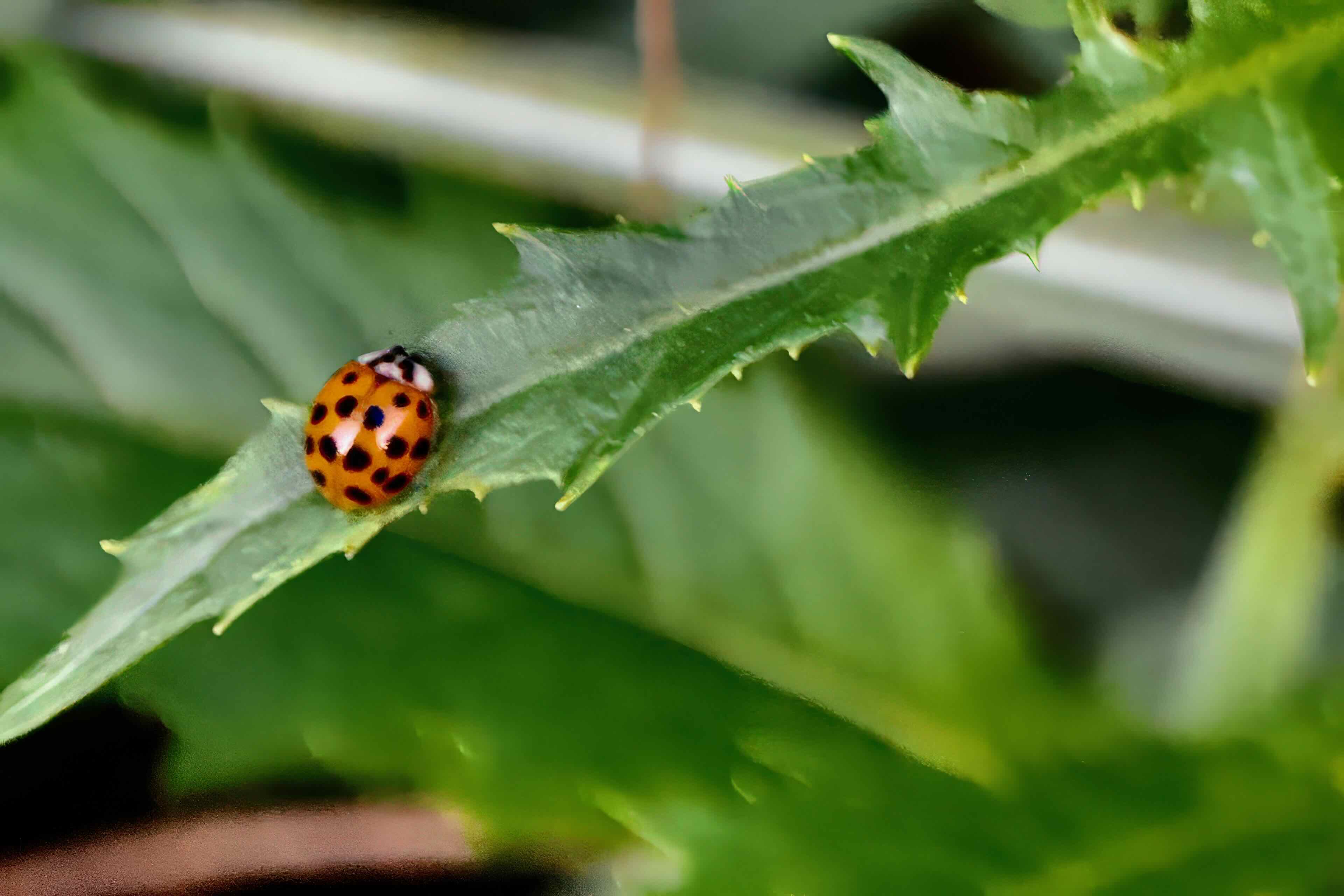multicolored Asian lady beetle