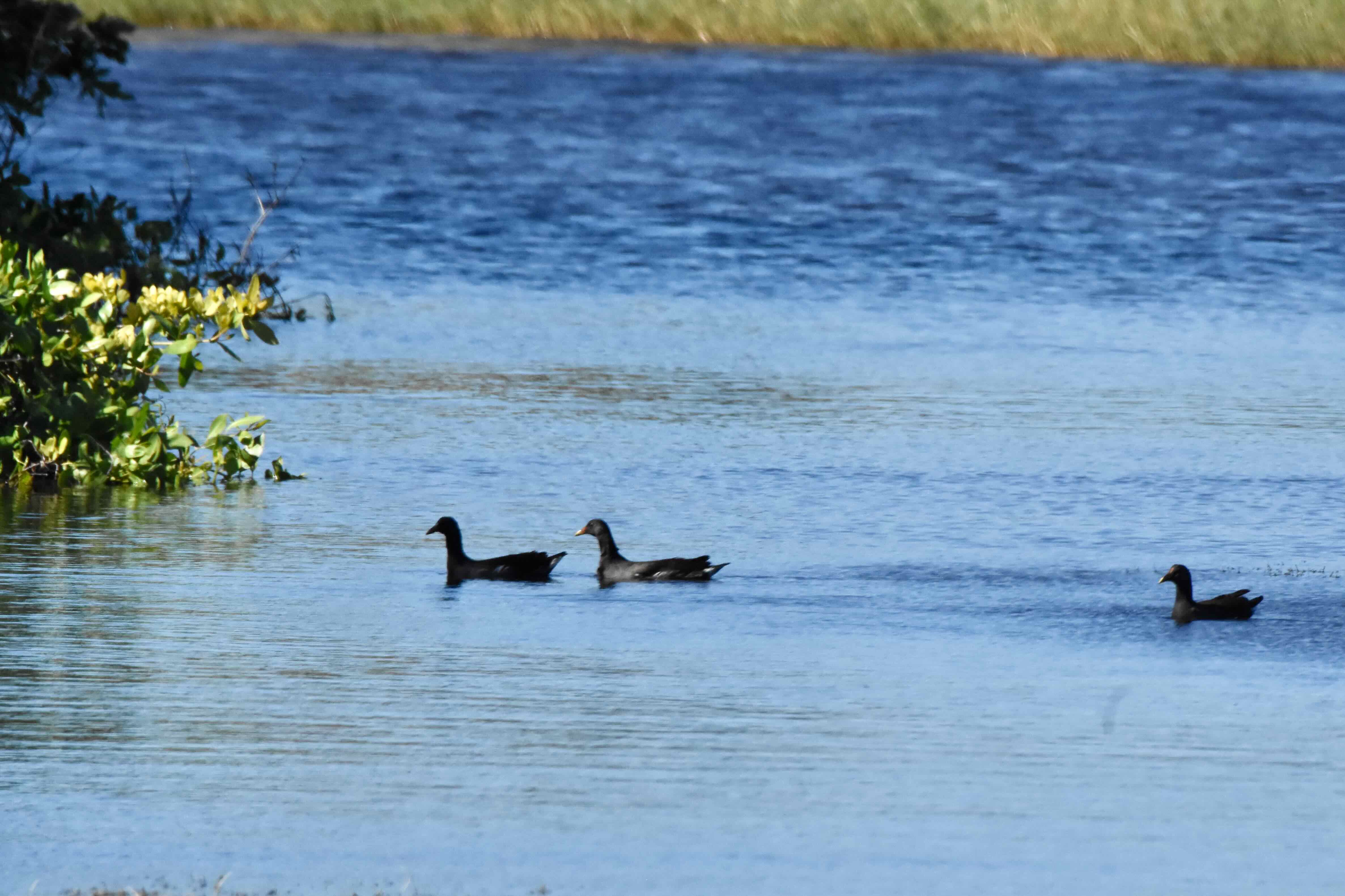 waterfowl