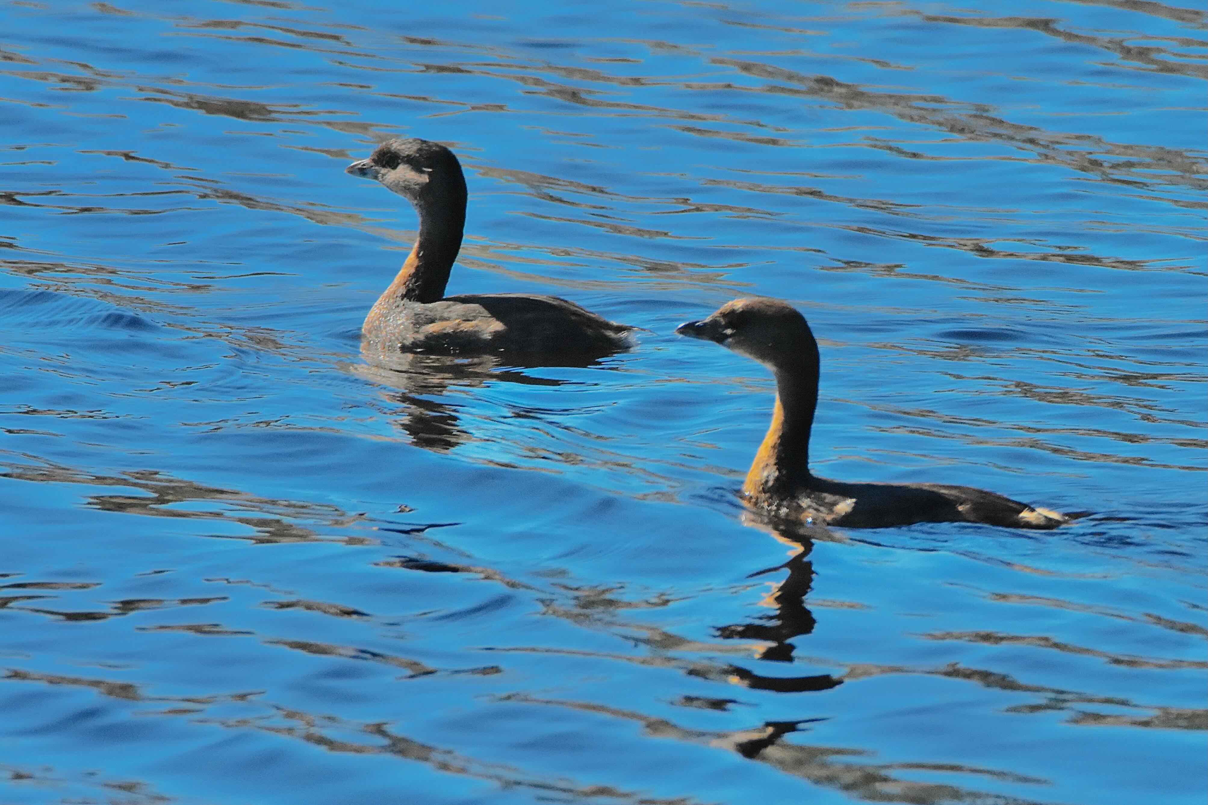 grebes