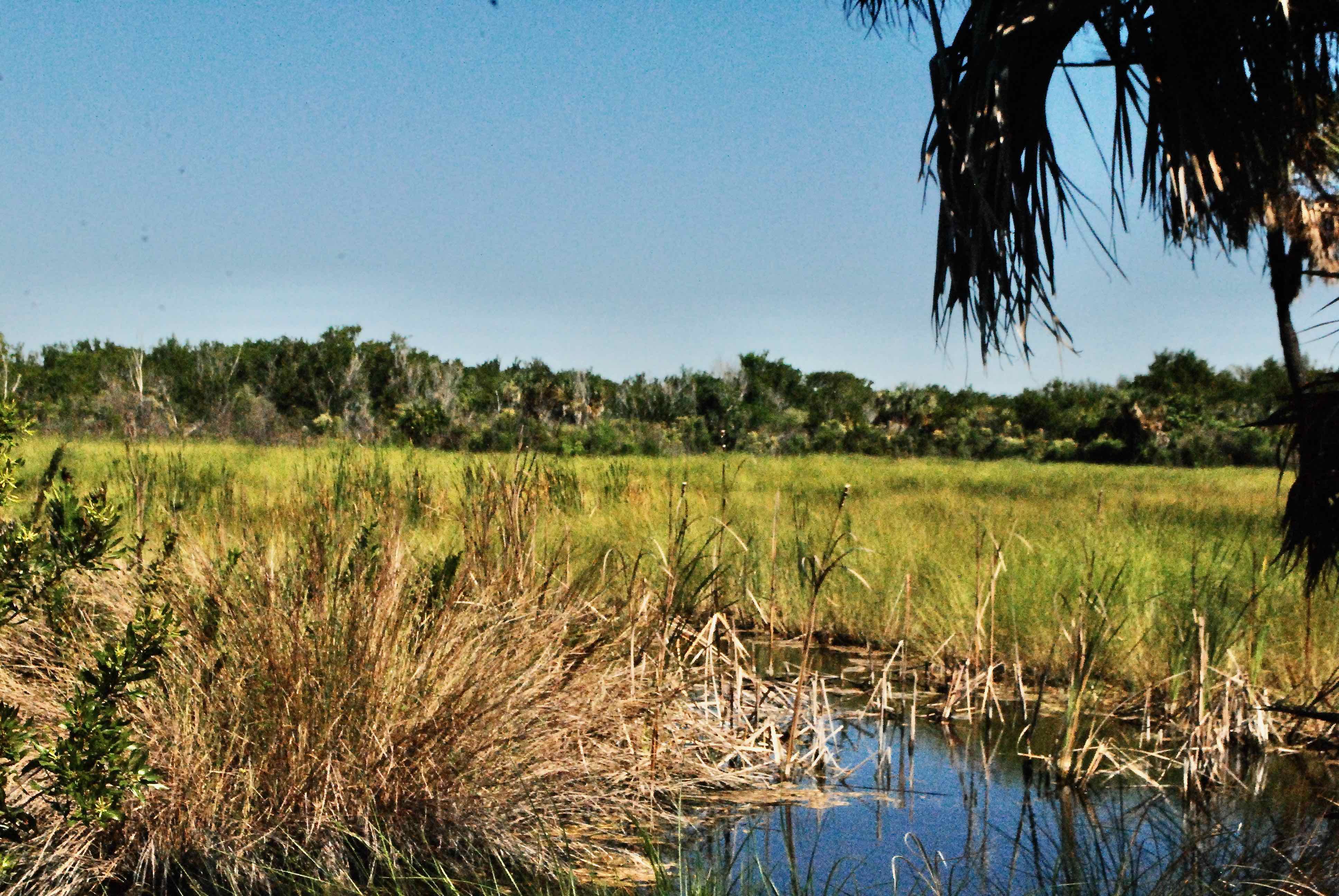 marsh
