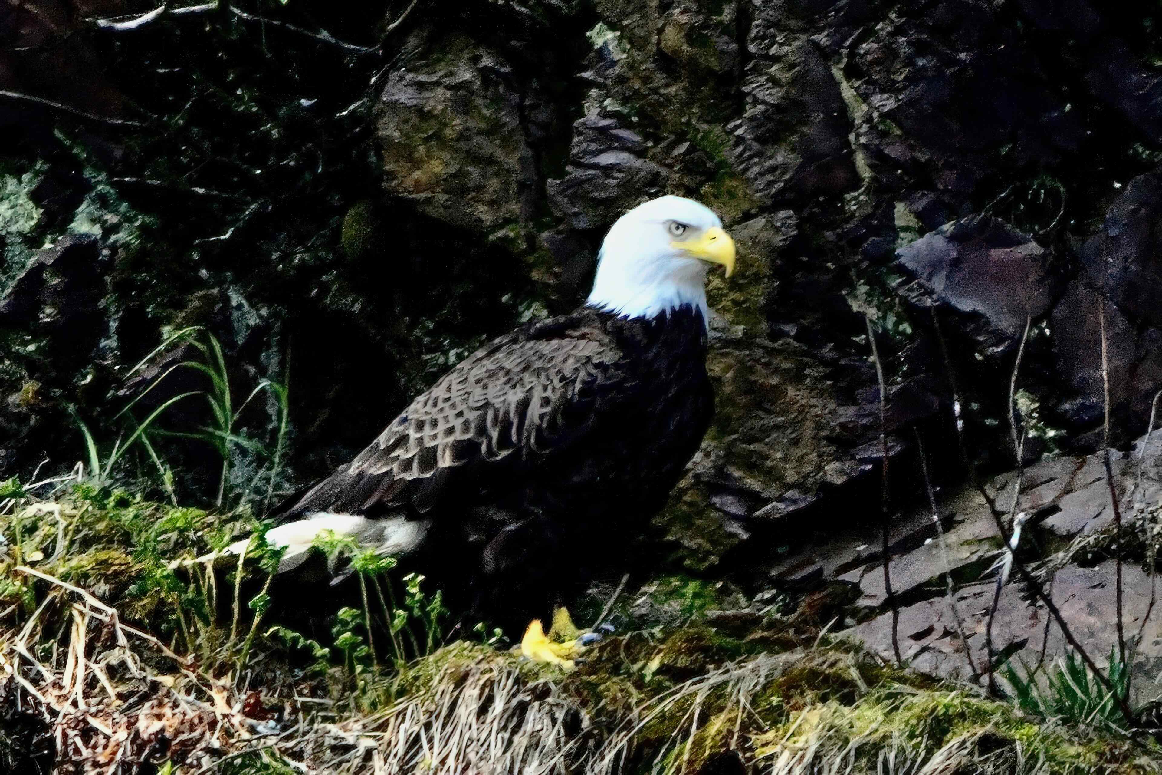 bald eagle