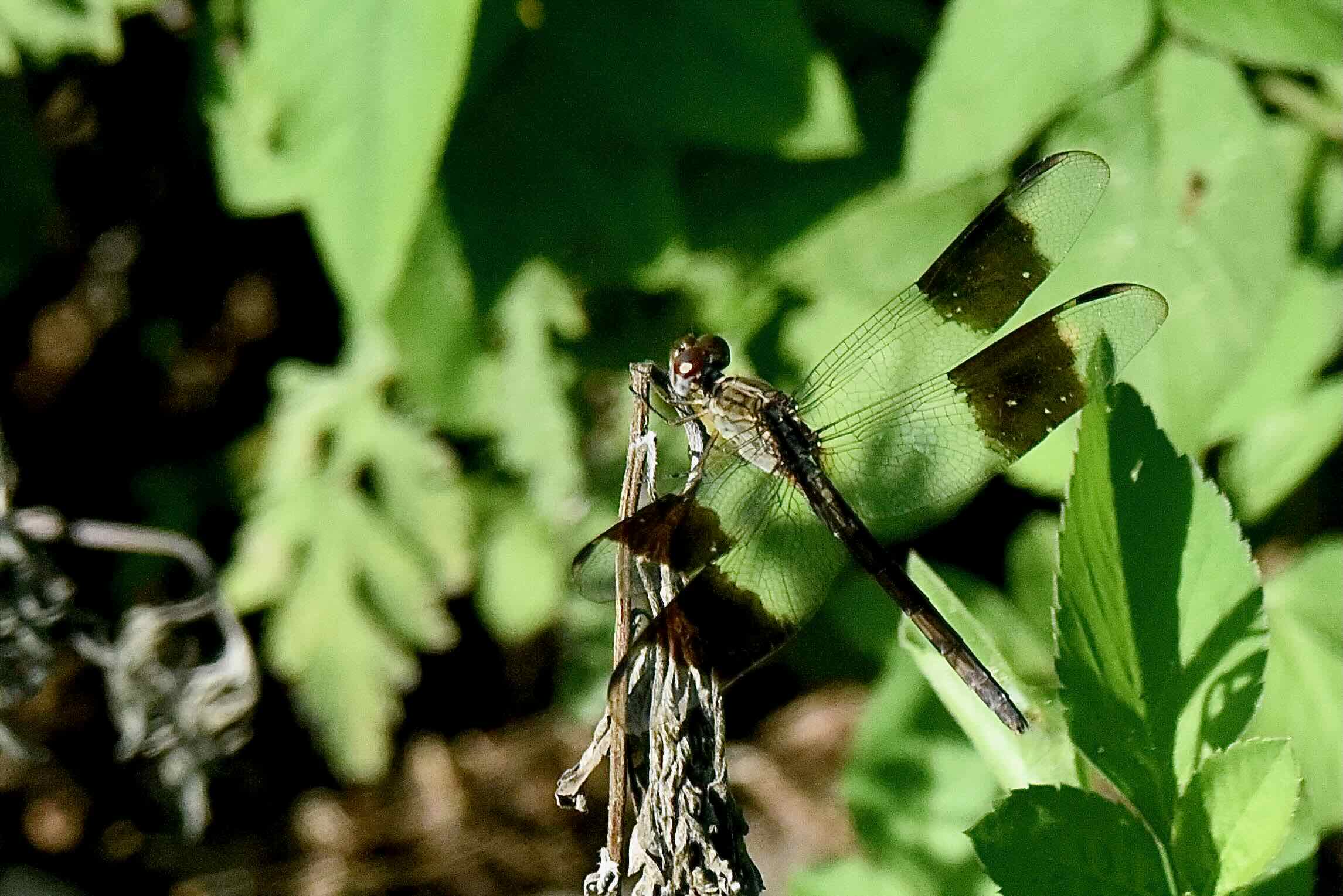 band-winged dragonlet