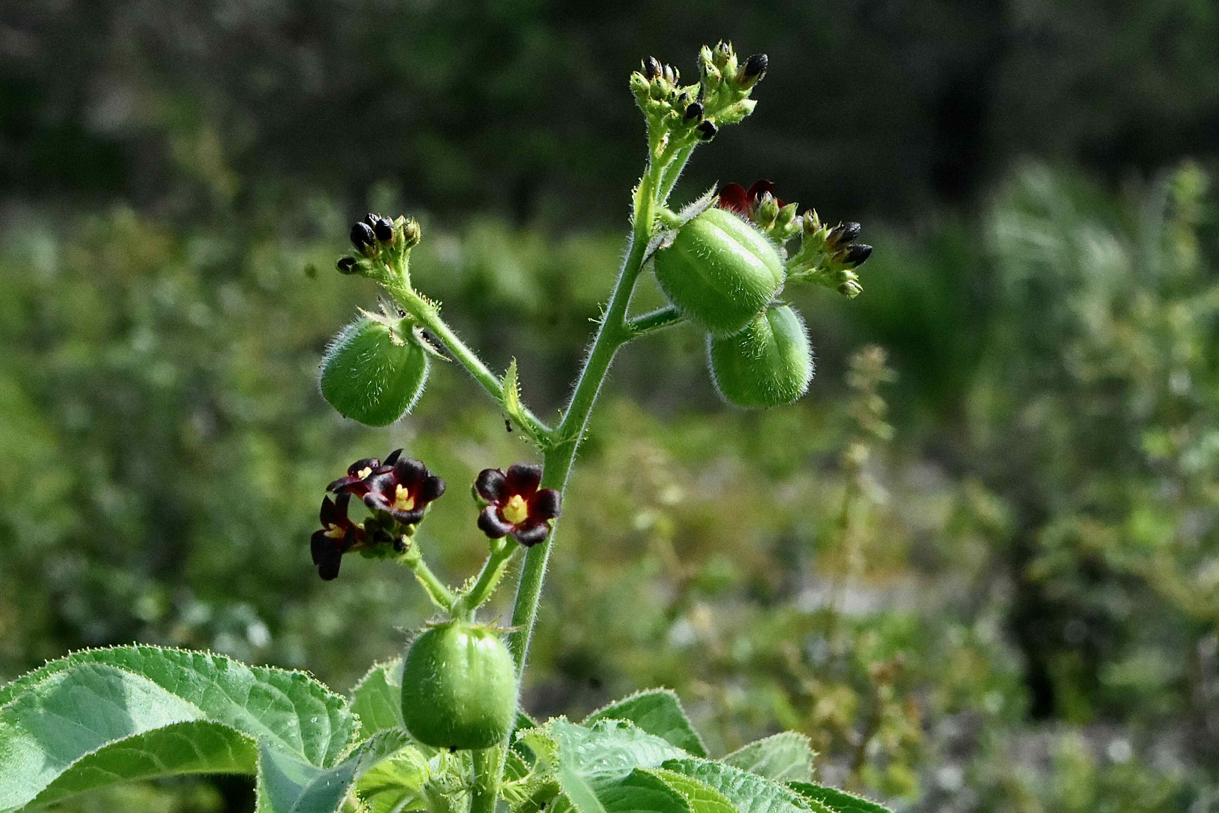 bellyache bush