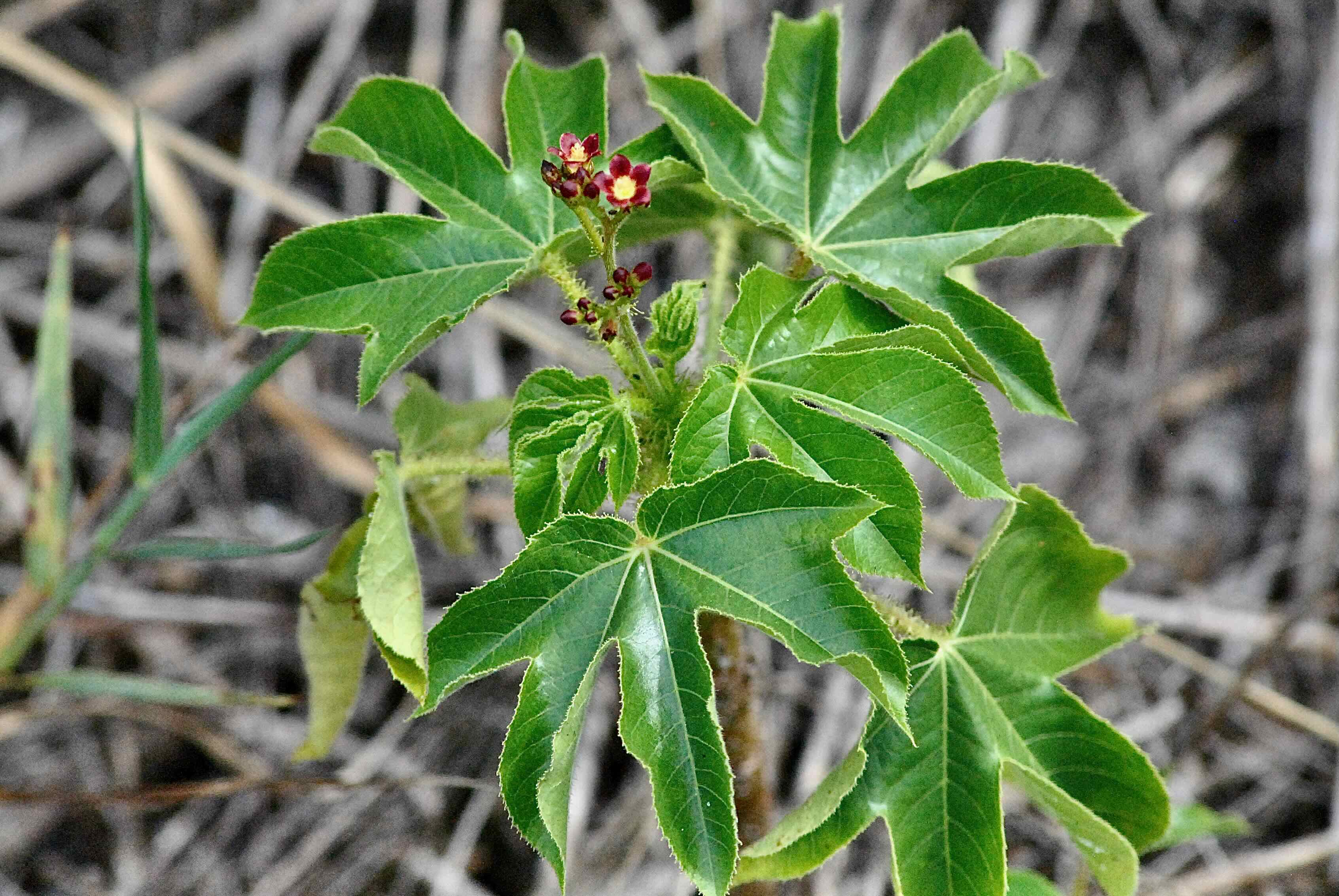 bellyache bush