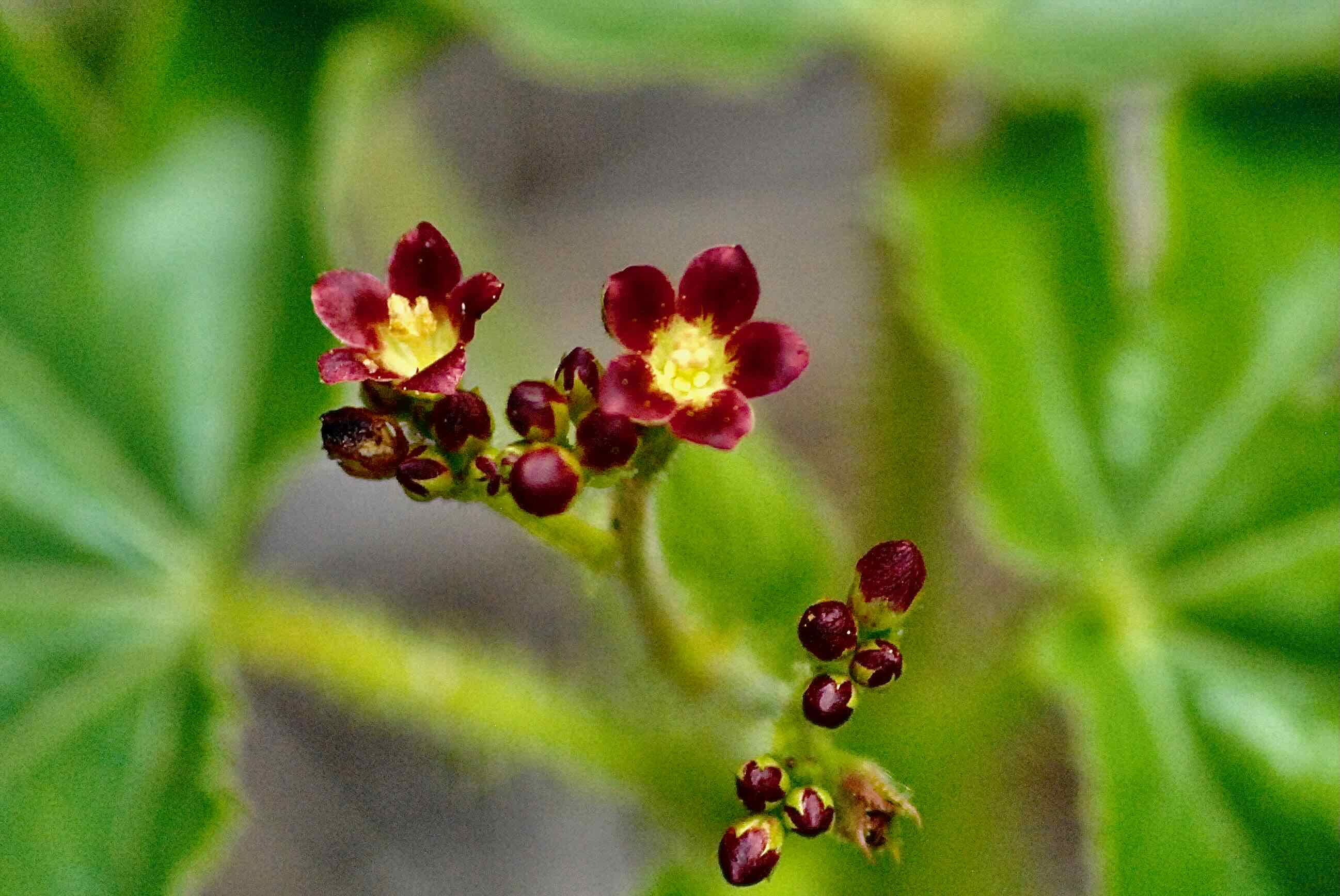 Bellyache Bush