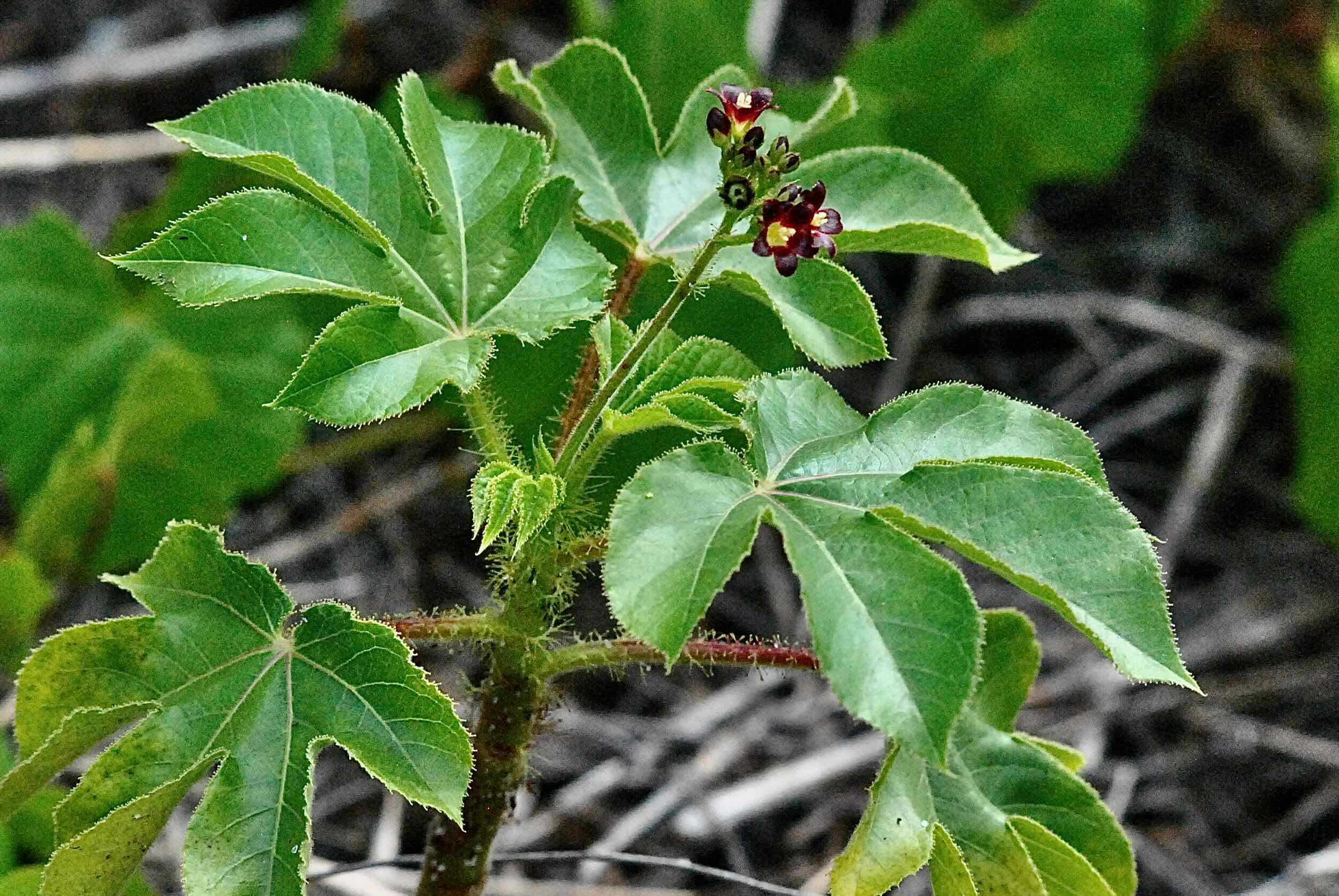 bellyache bush