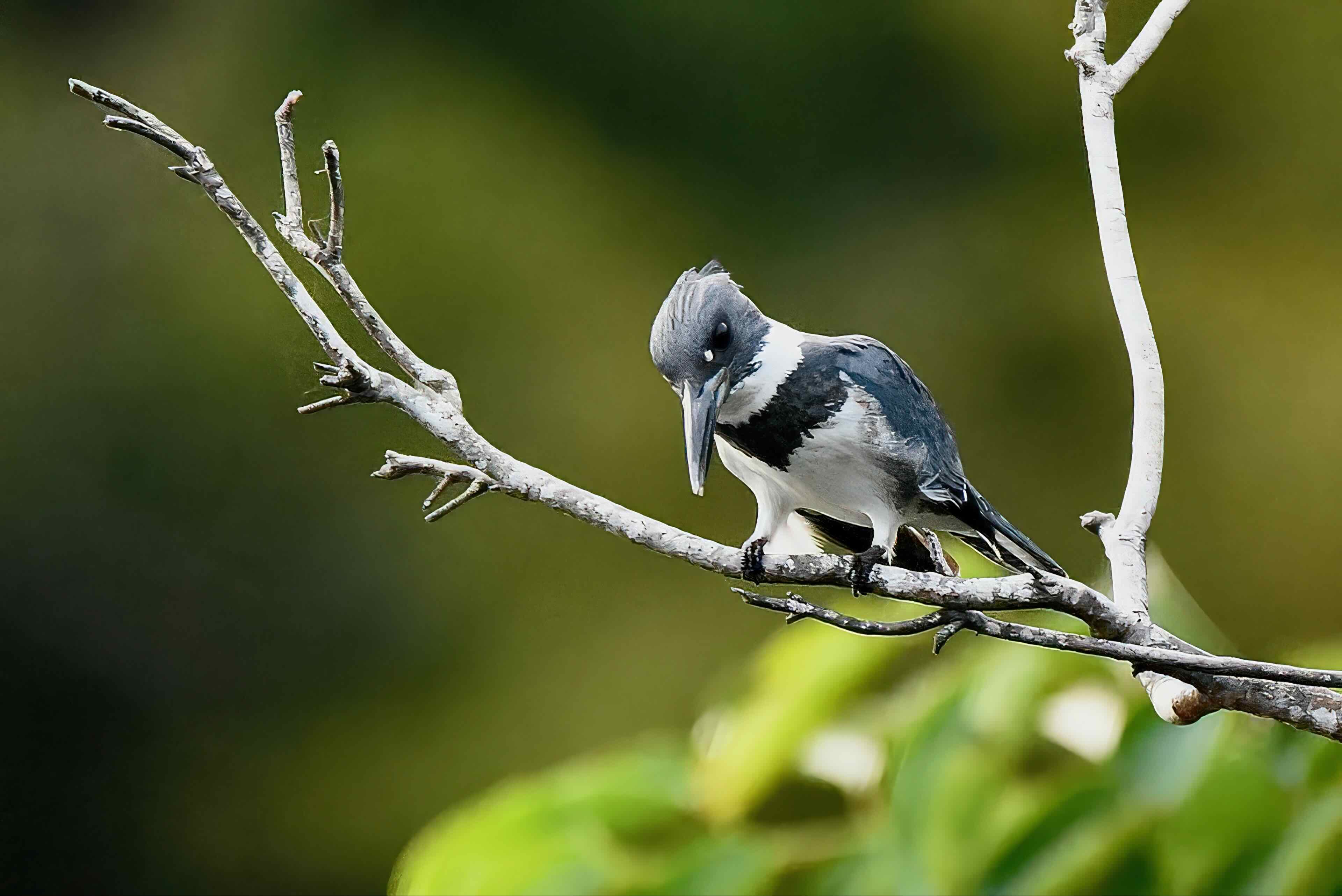 belted kingfisher perched