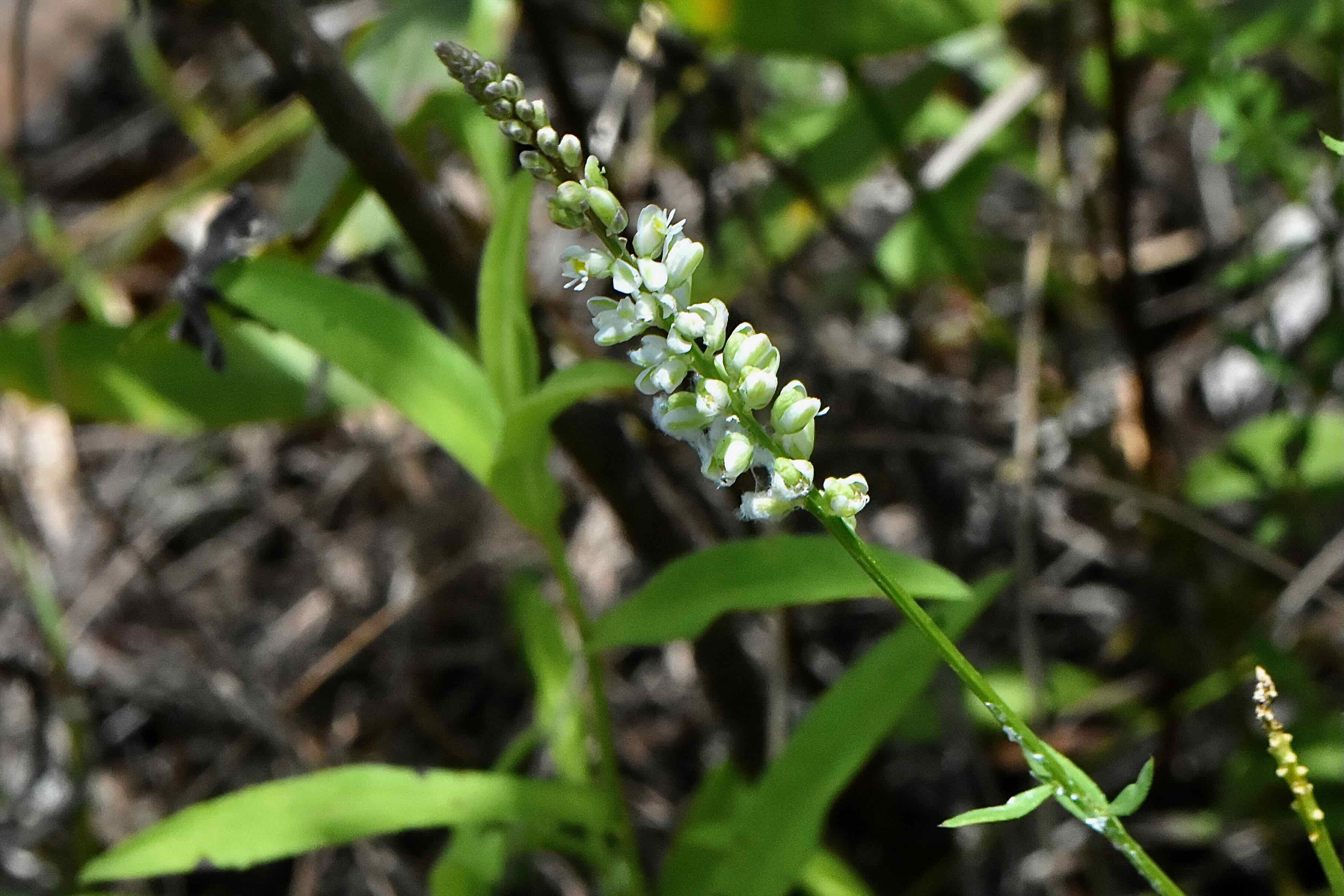 boykin's milkwort