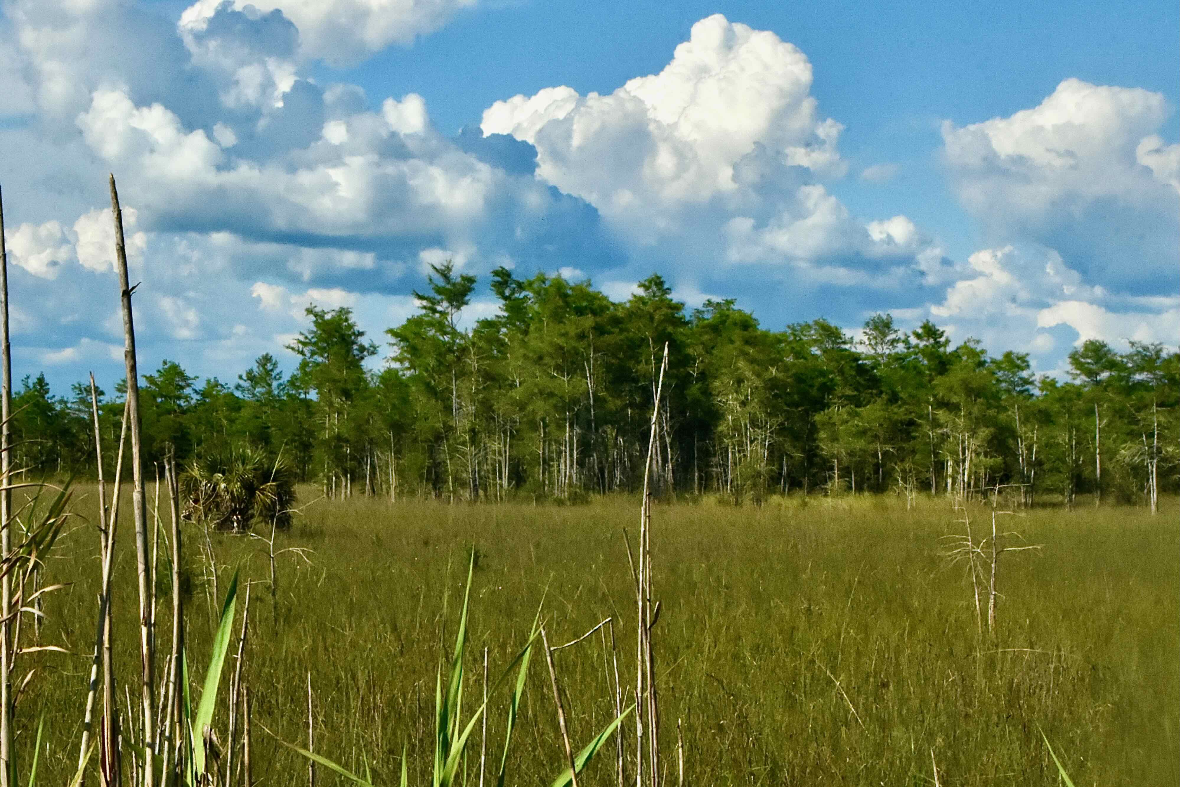 cypress trees