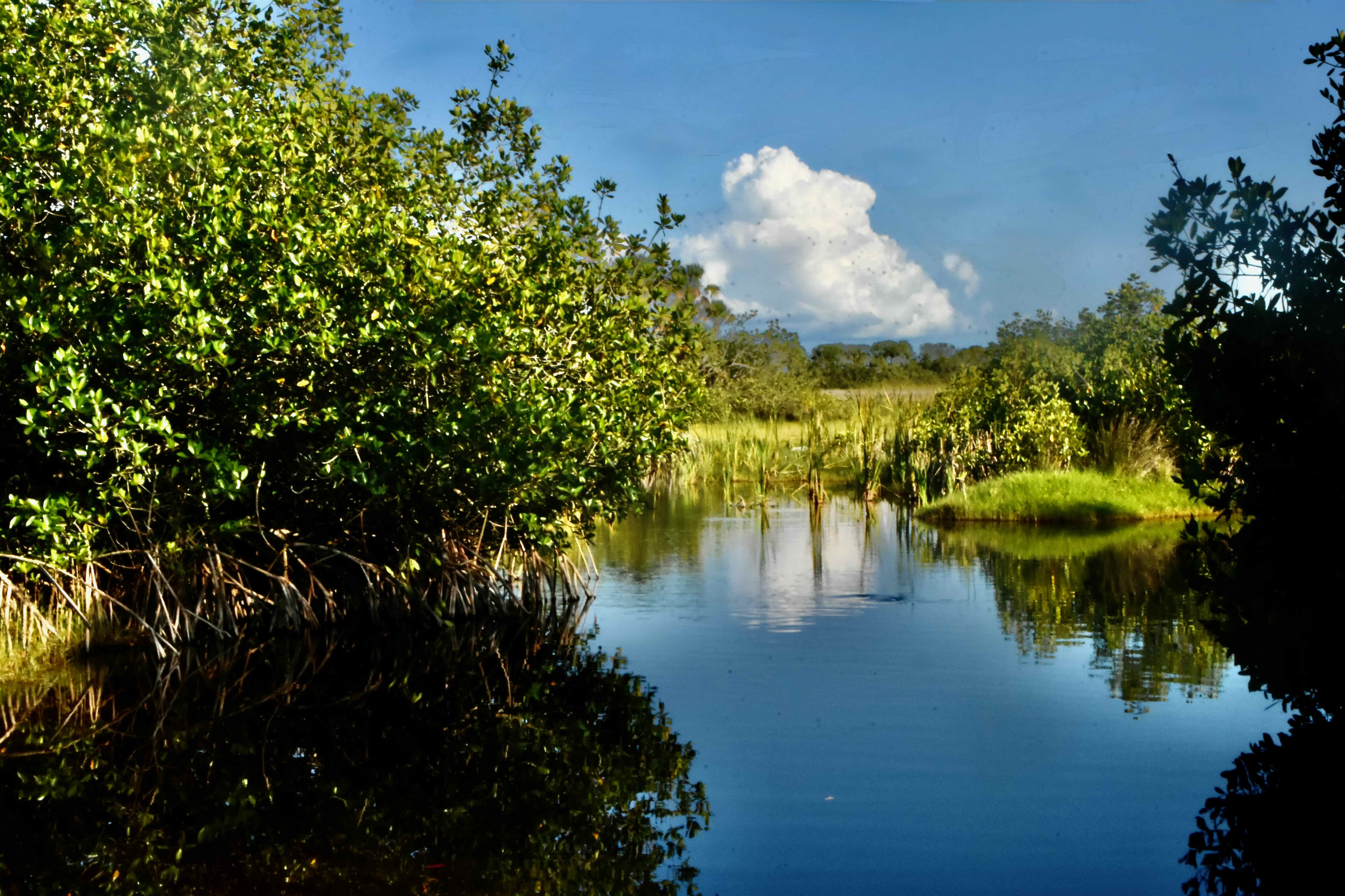 mangroves