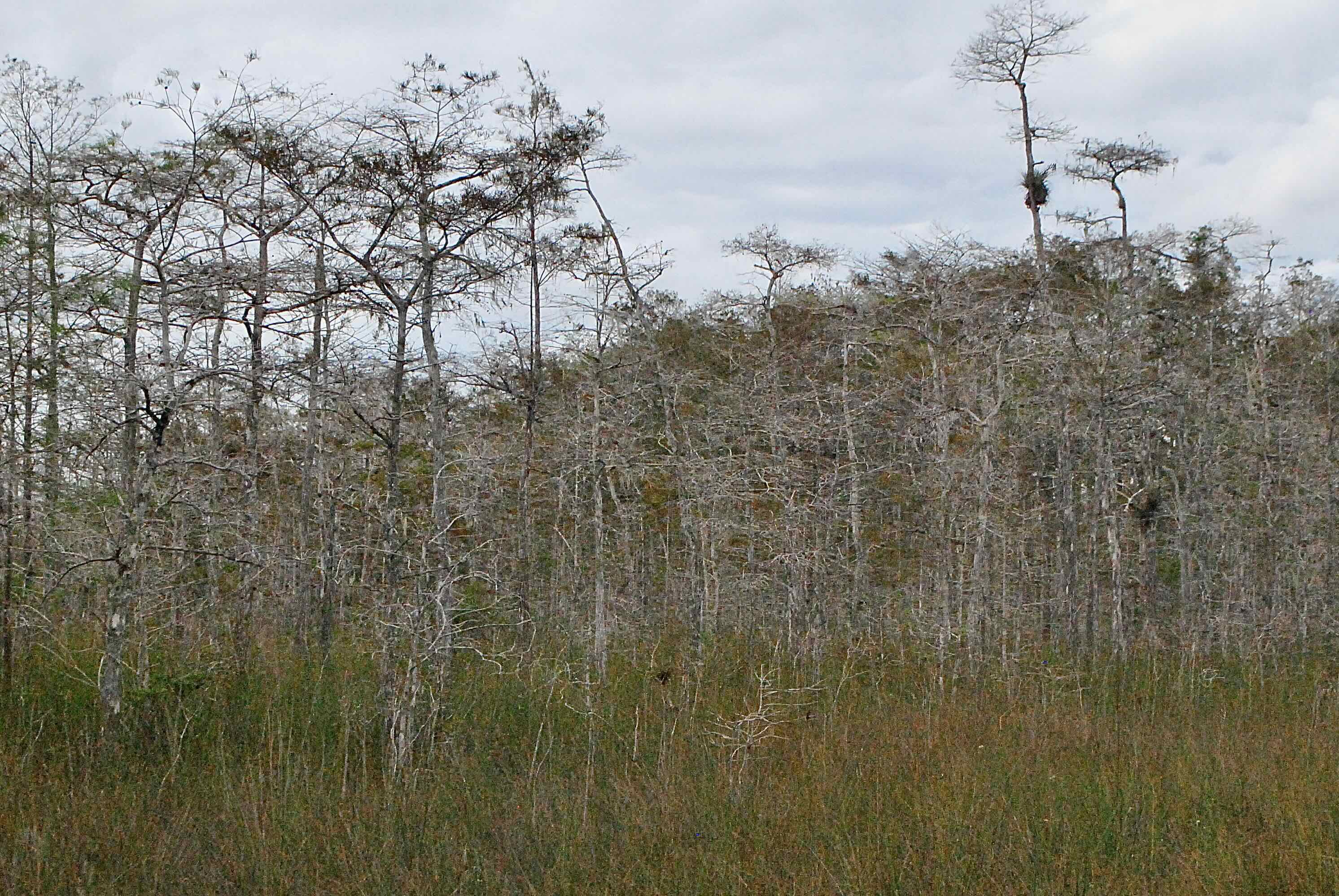 defoliated cypress trees