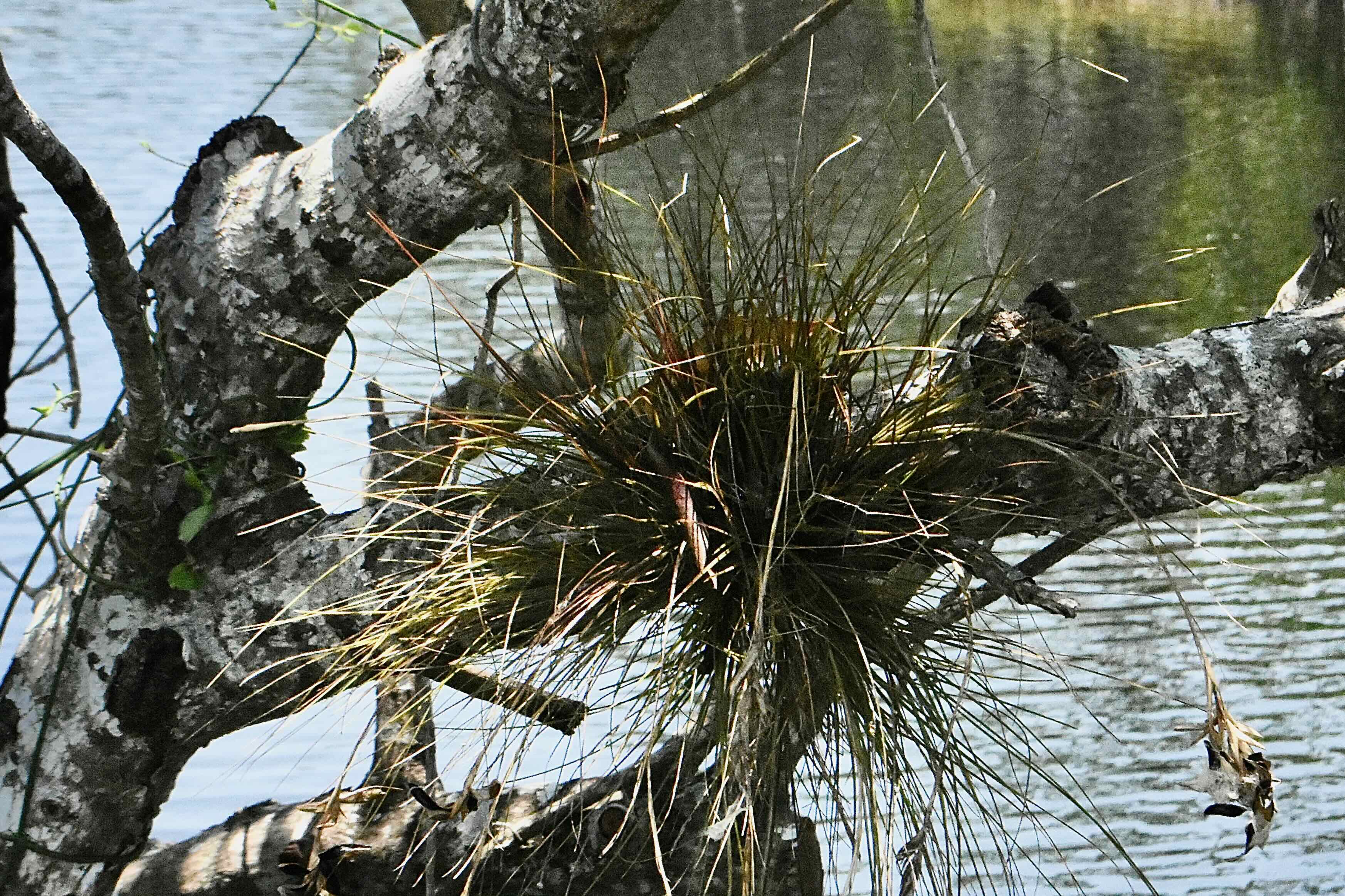 southern needleleaf airplant