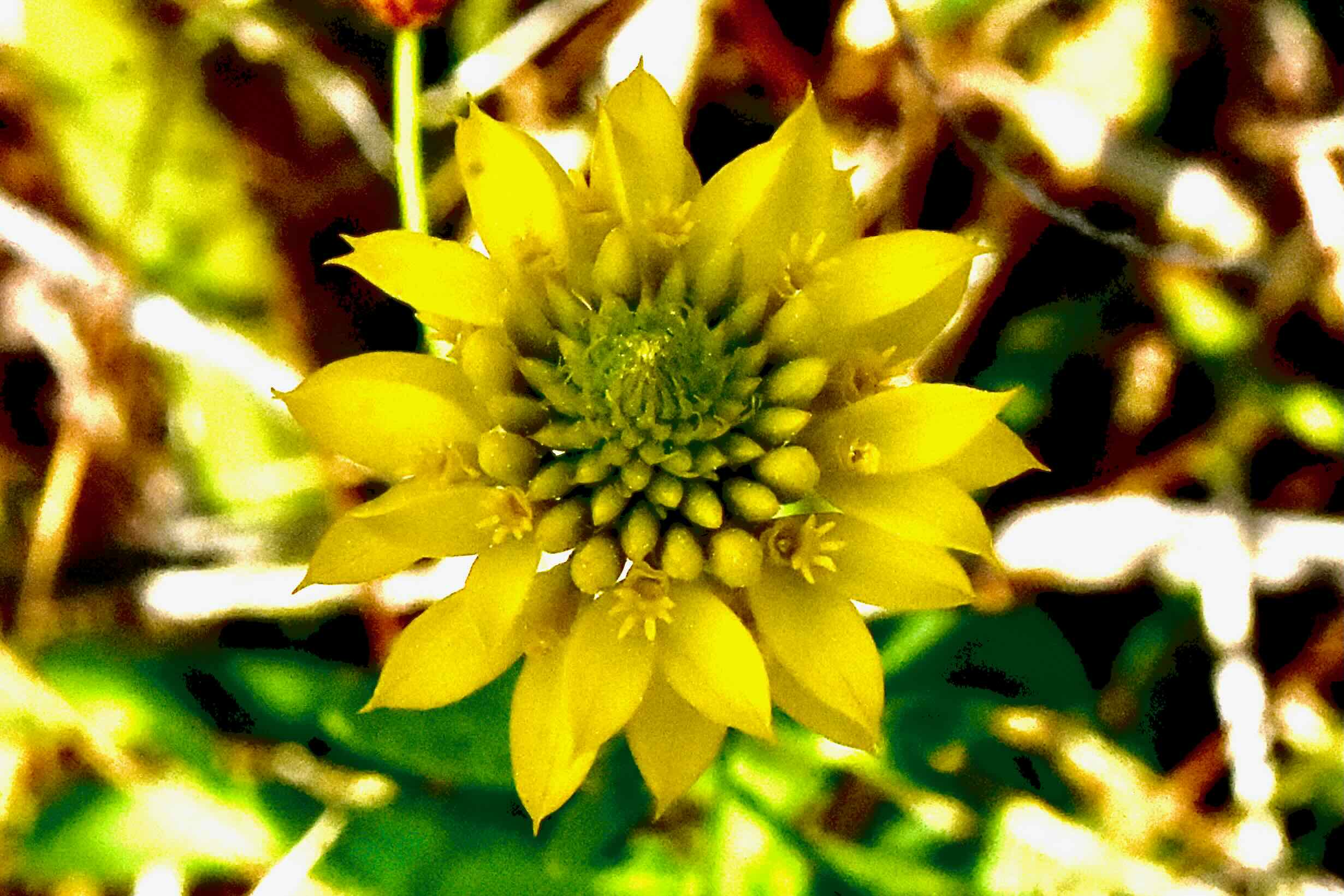 big yellow milkwort