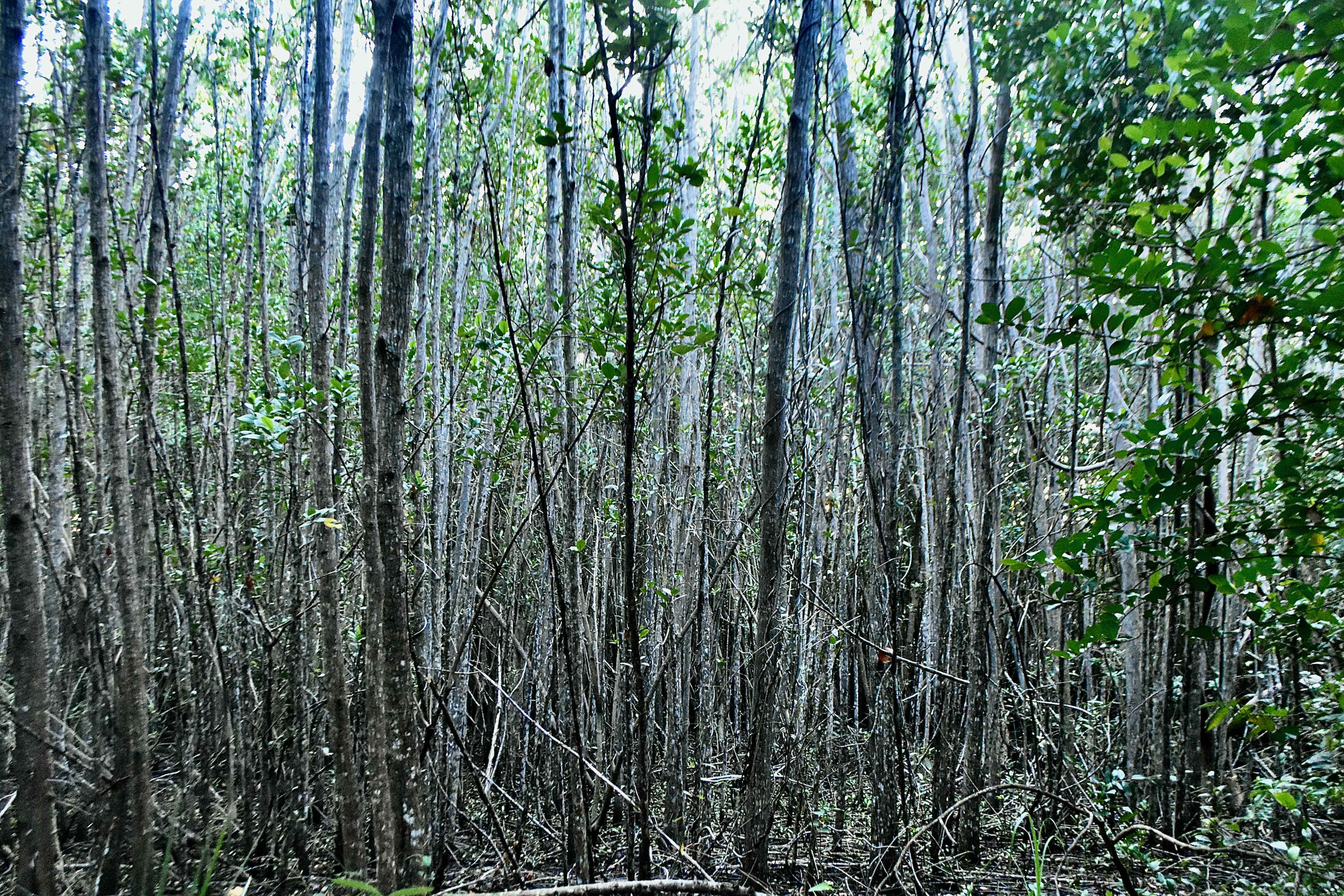 mangrove swamp