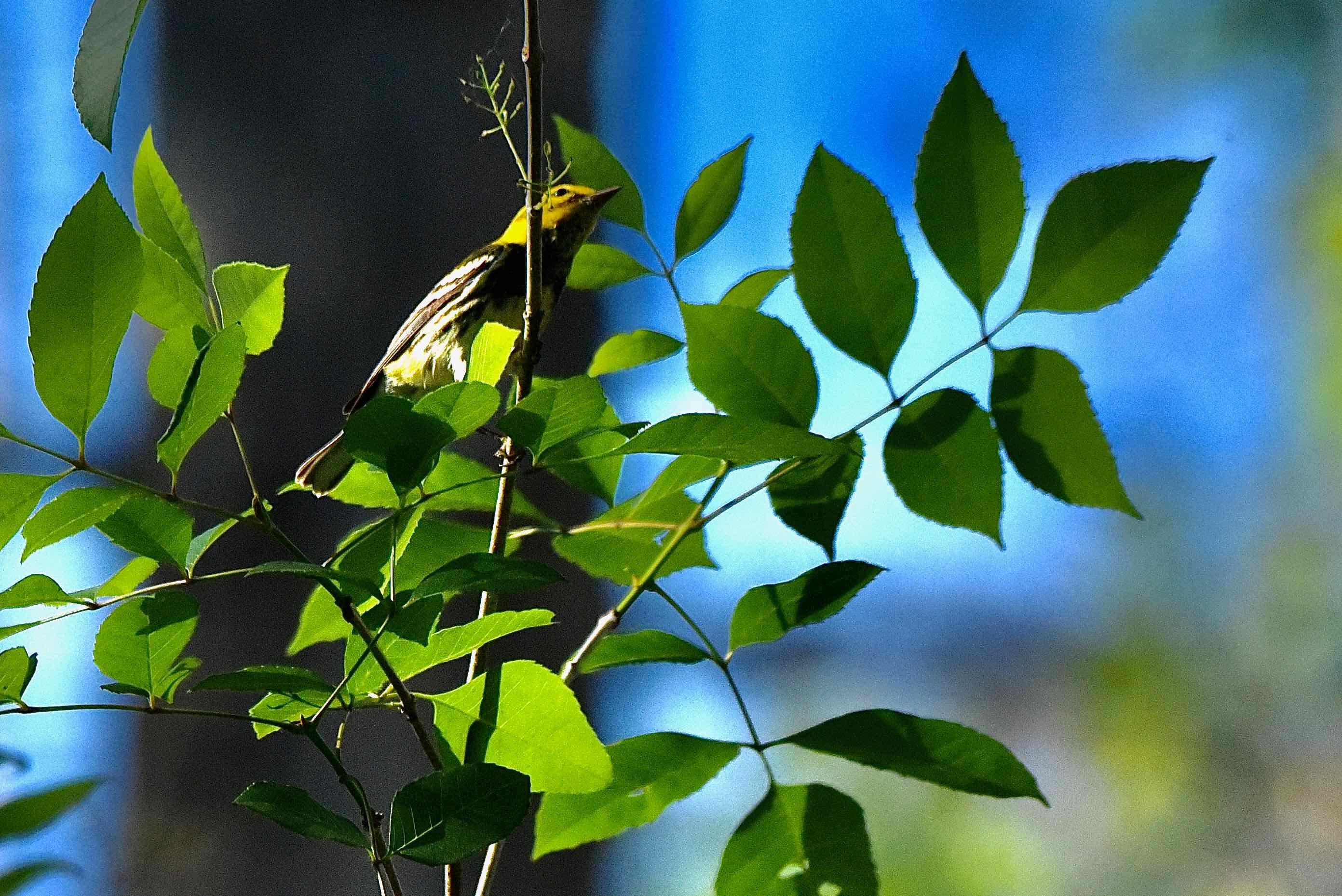 black-throated green warbler