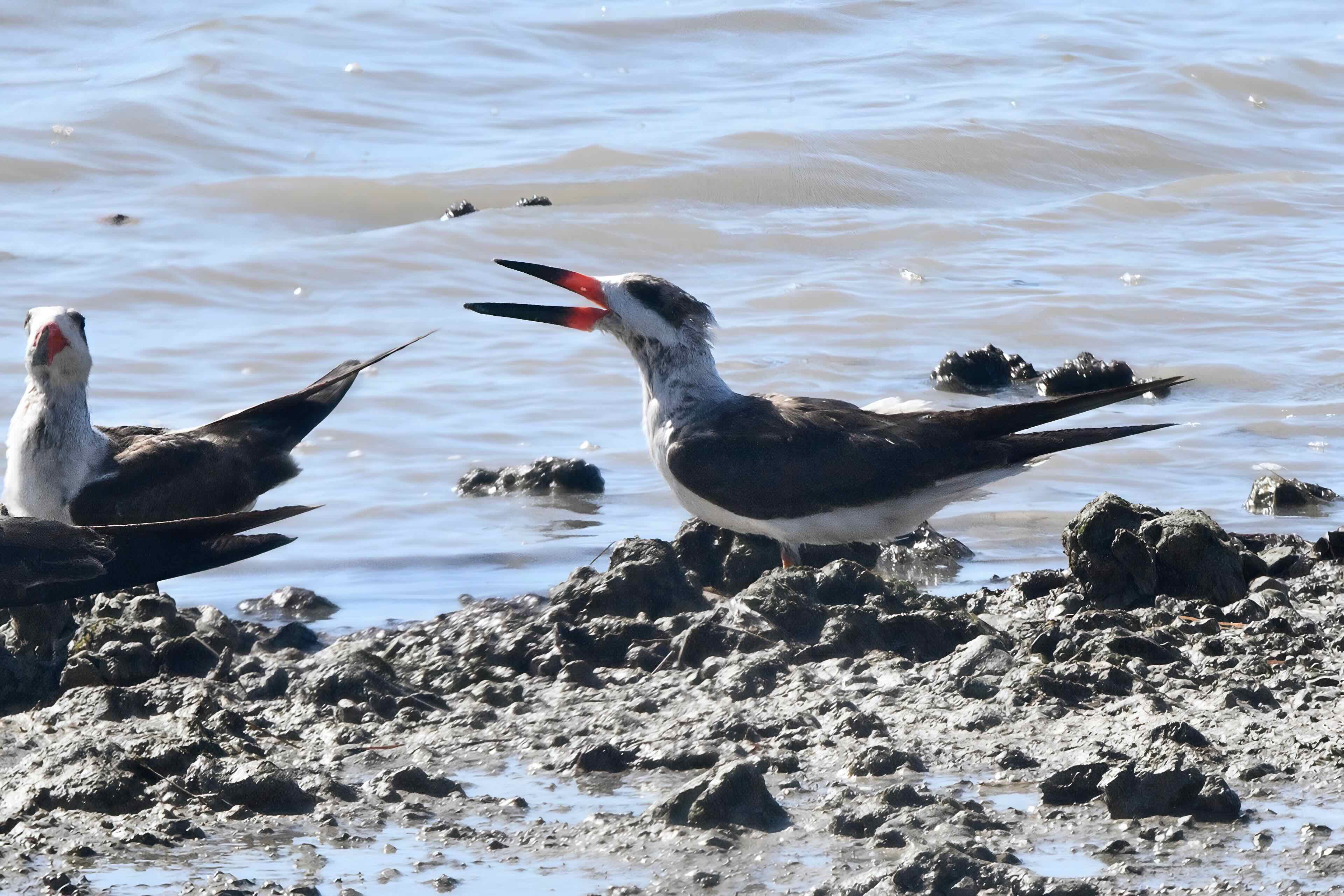 black skimmer
