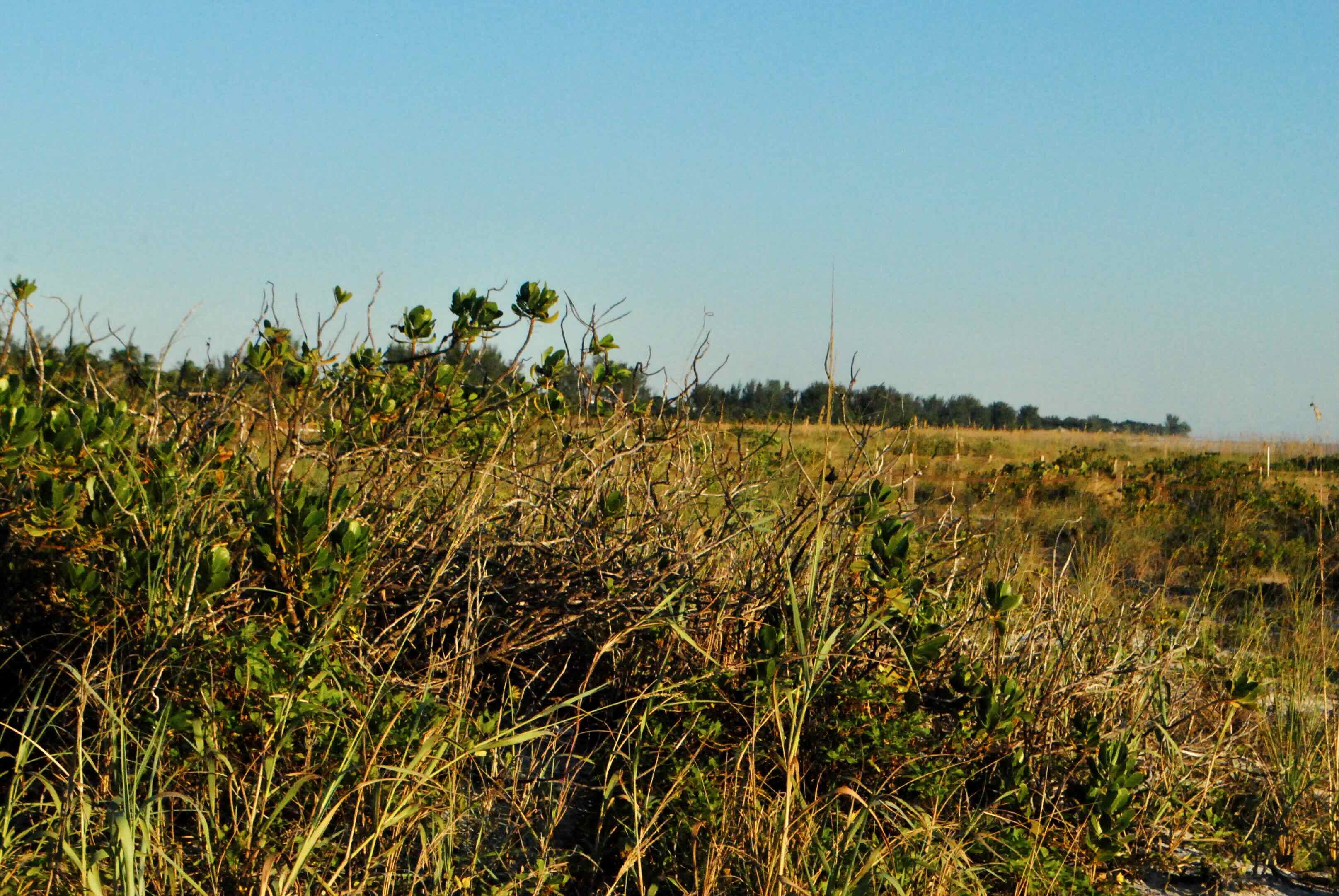 dune vegetation
