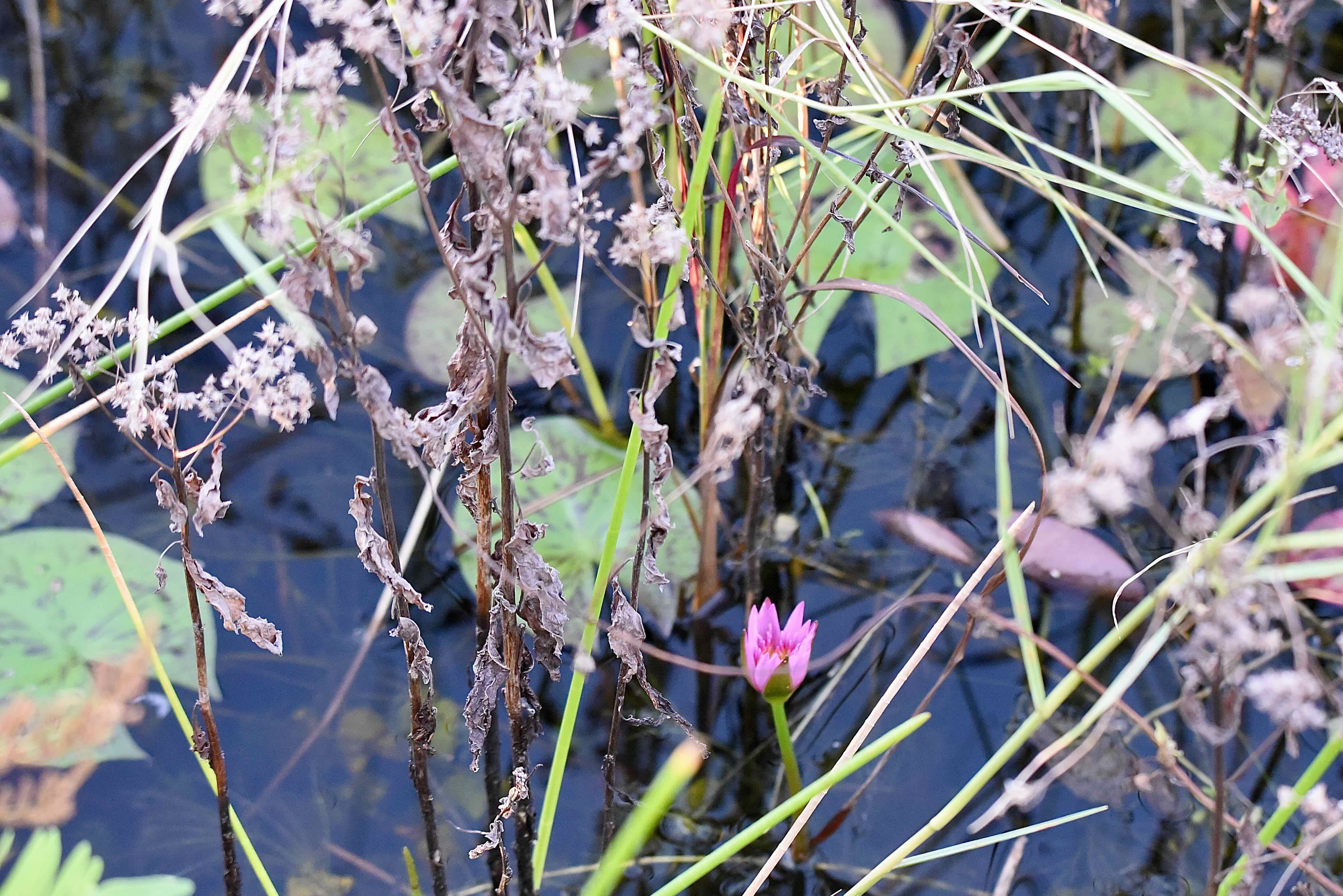 cape blue water lily