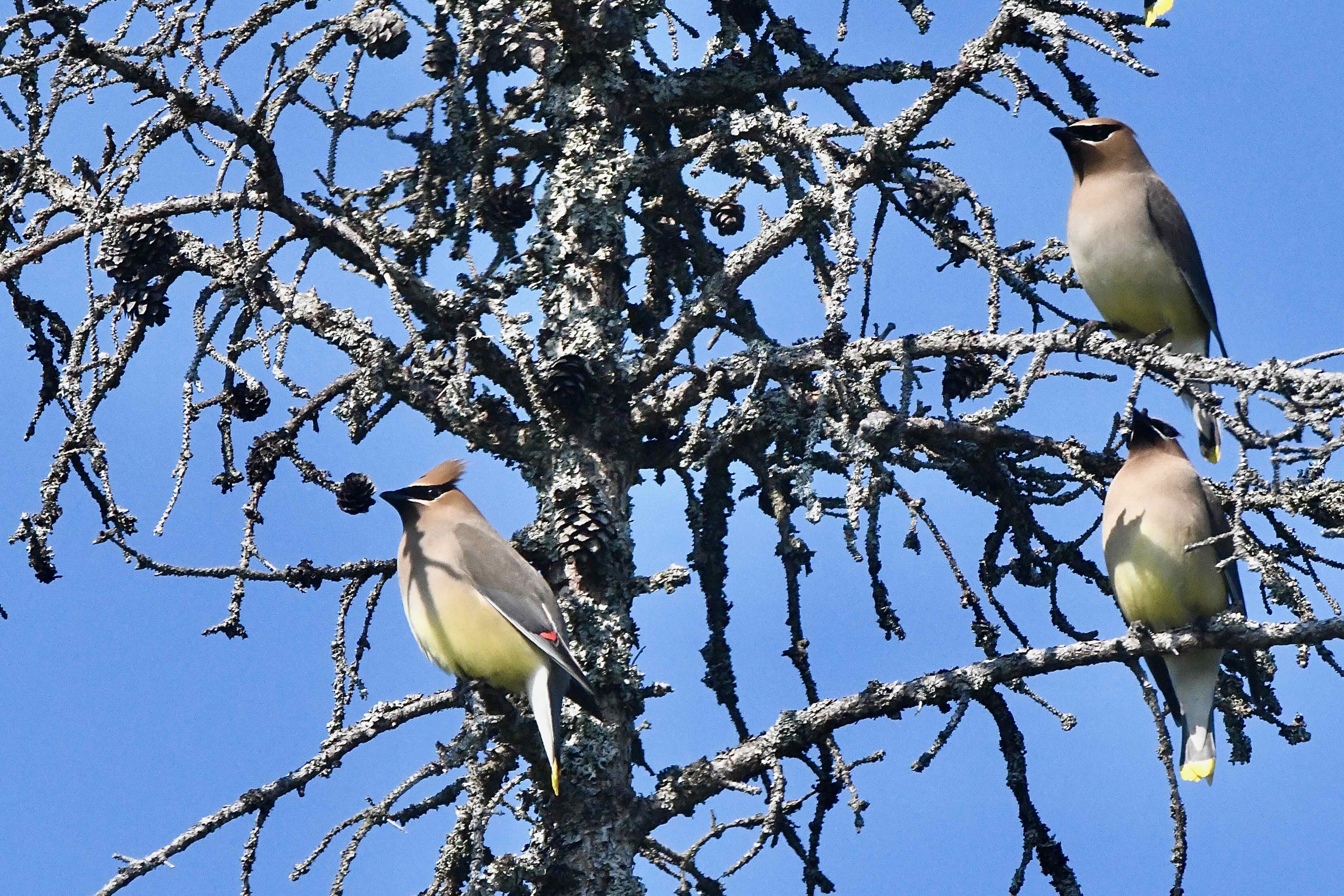 cedar waxwings