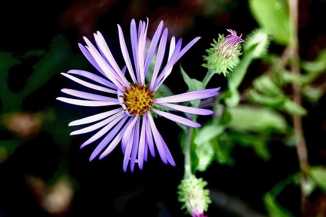climbing aster