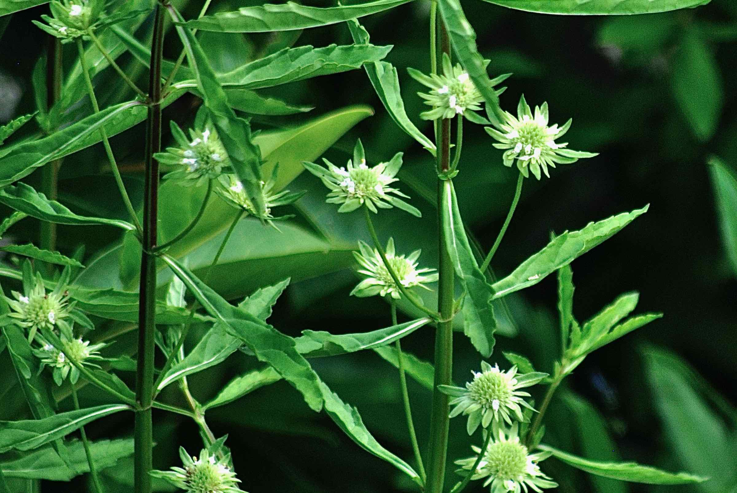 clustered bushmint