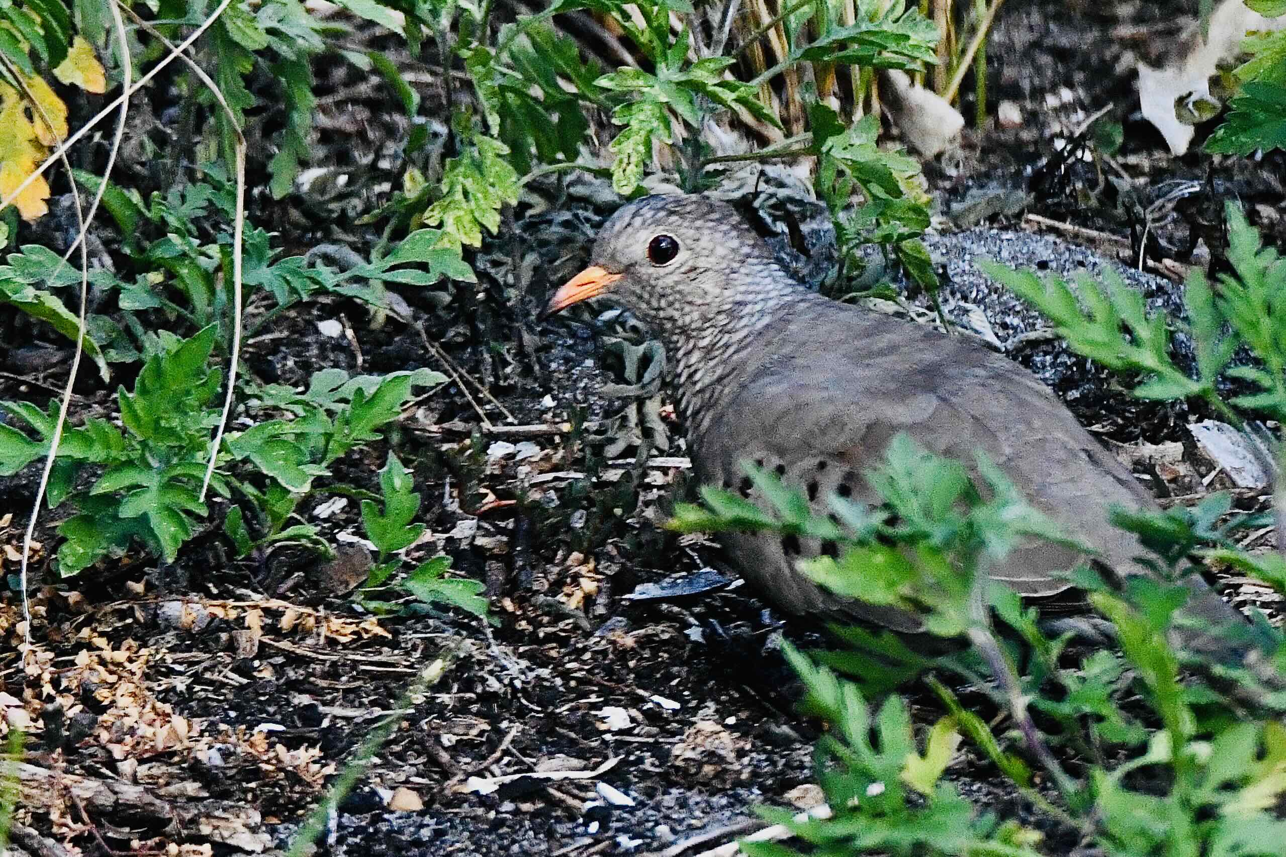 common ground dove