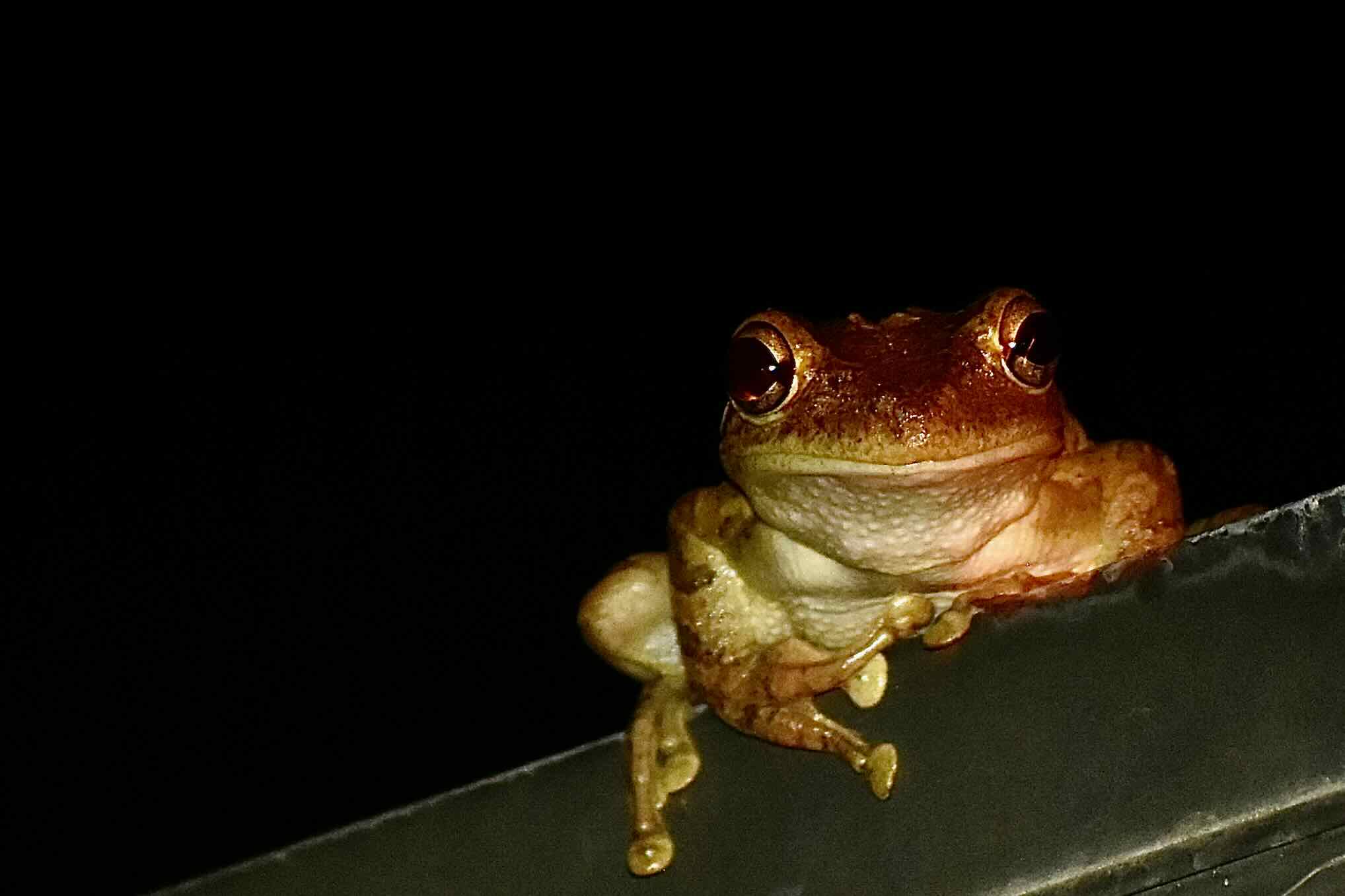 cuban tree frog