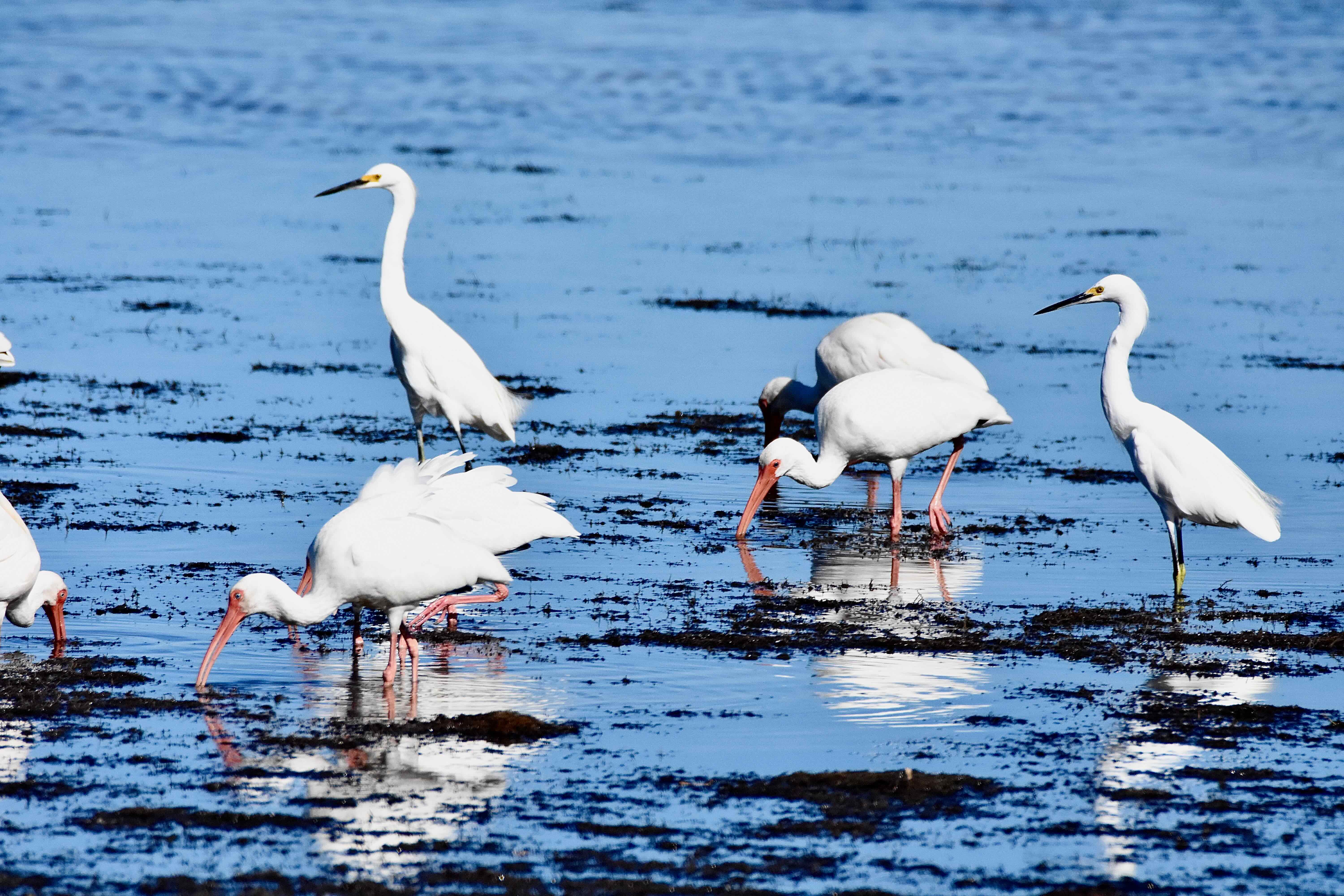 birds foraging