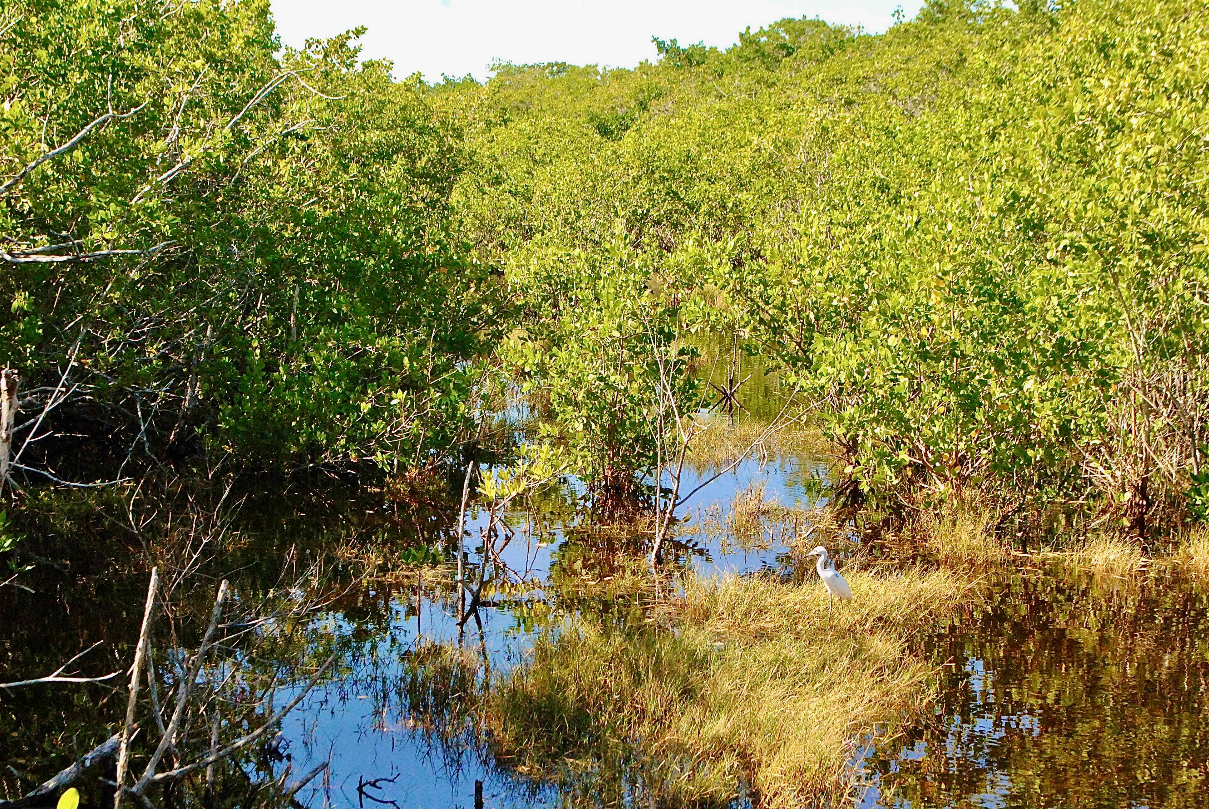 mangrove swamp
