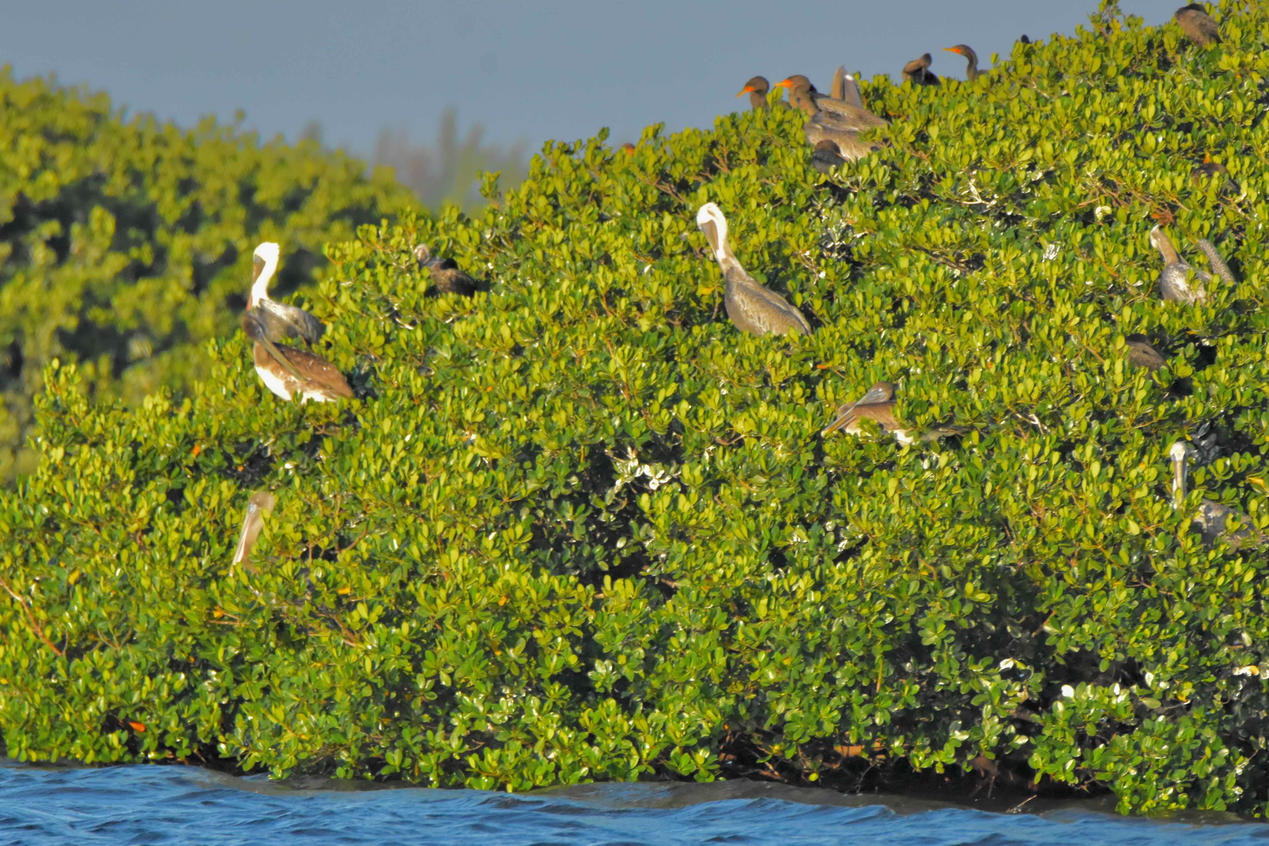 tree island