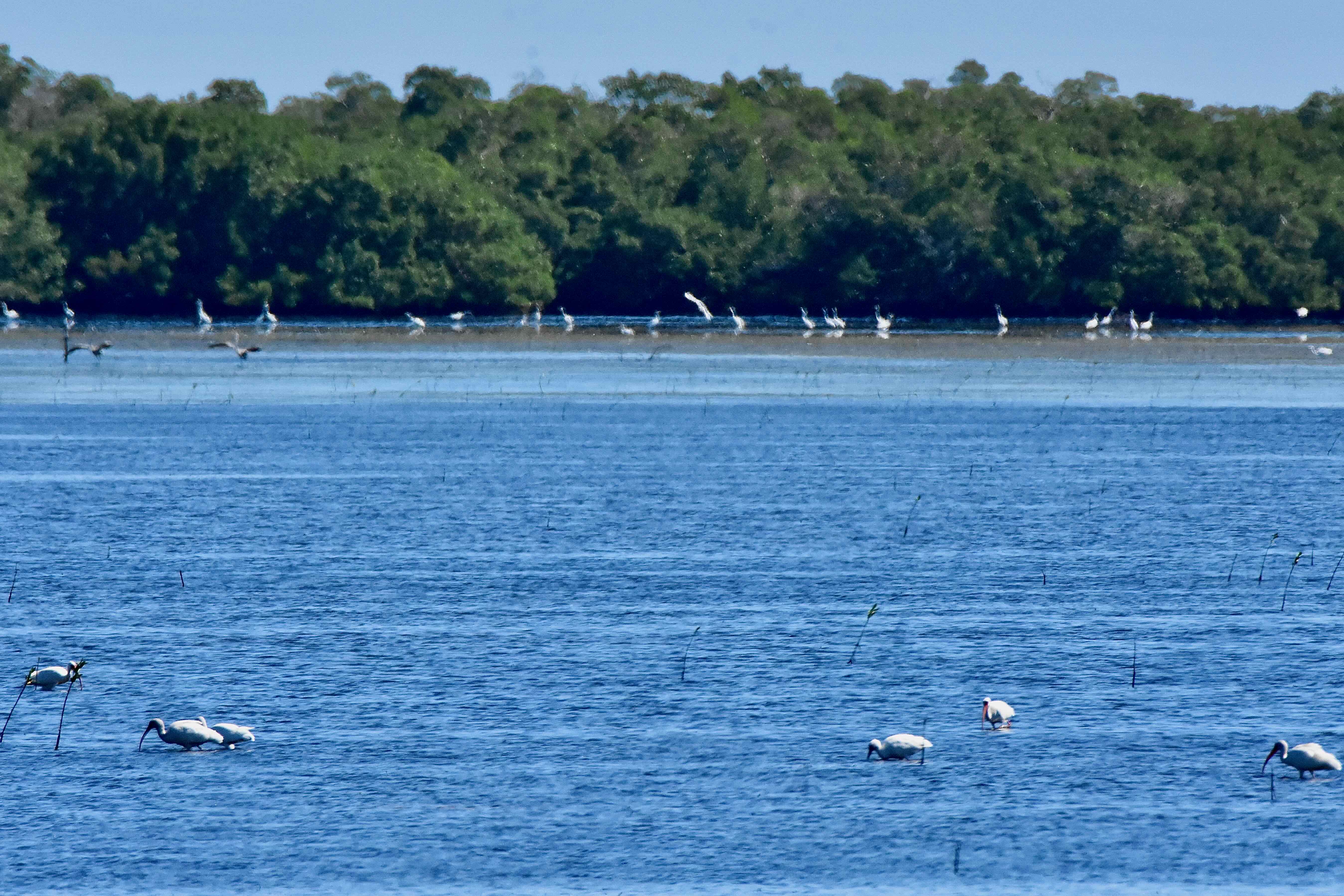 tarpon bay scene