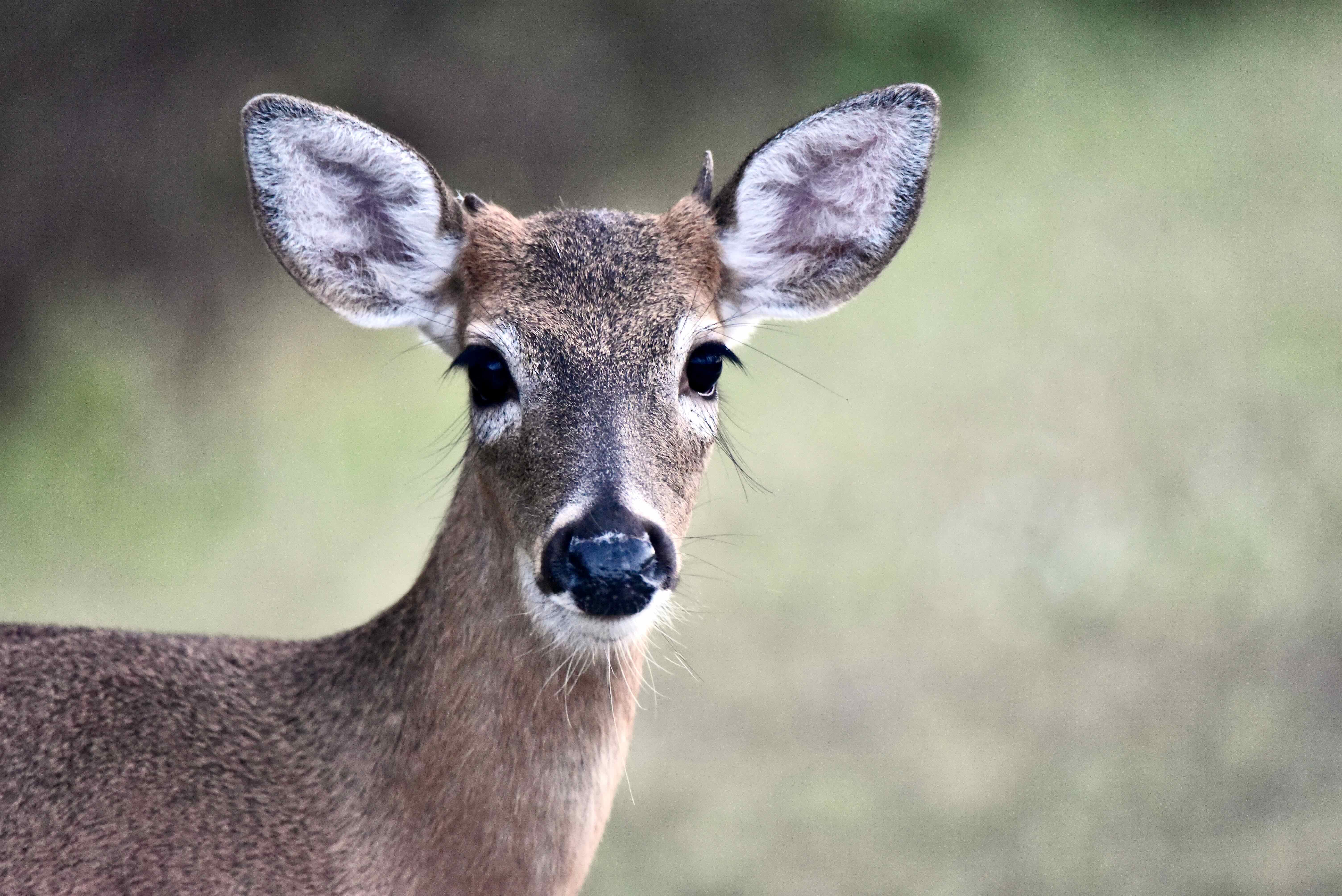 white-tailed deer