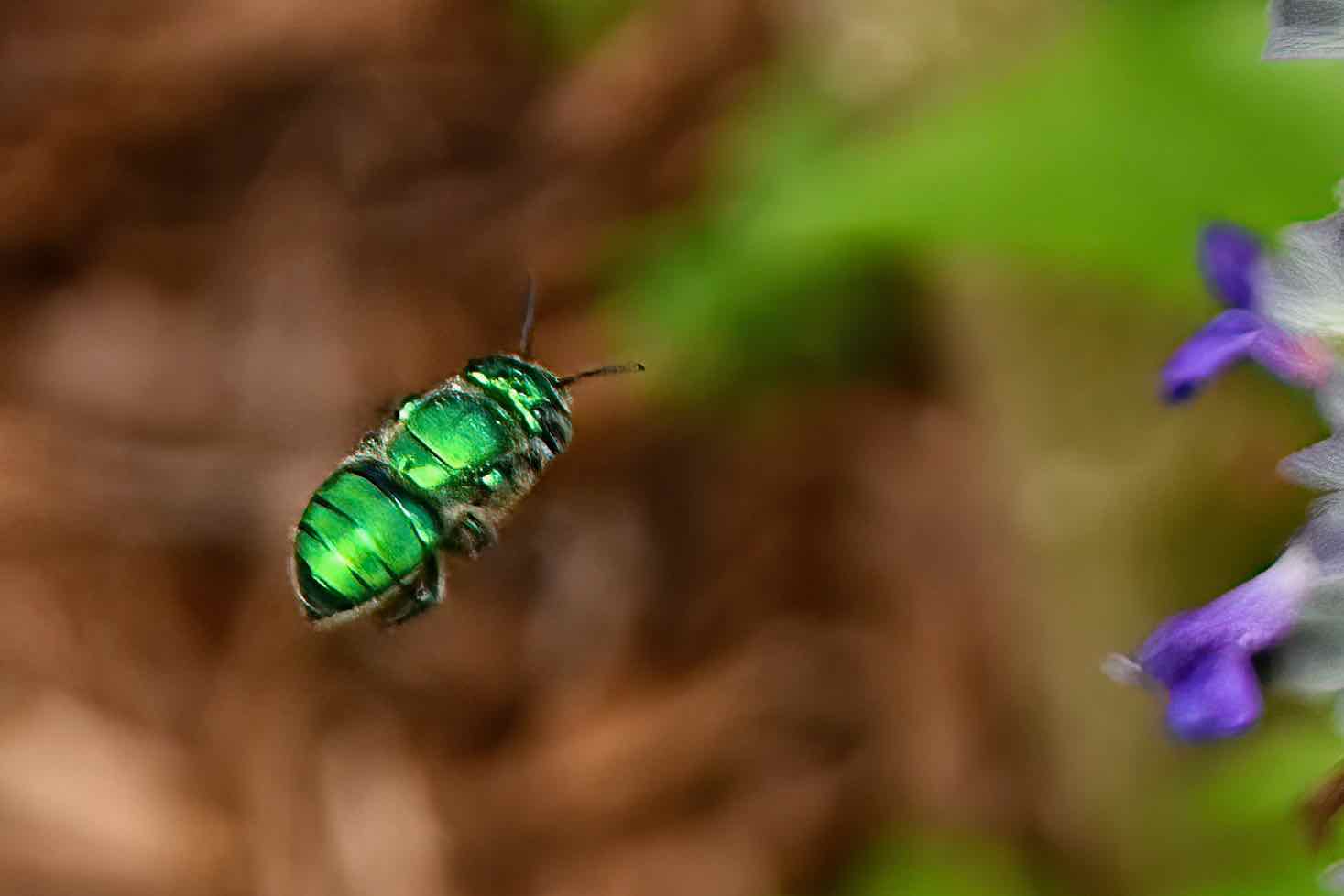 Green Orchid Bee