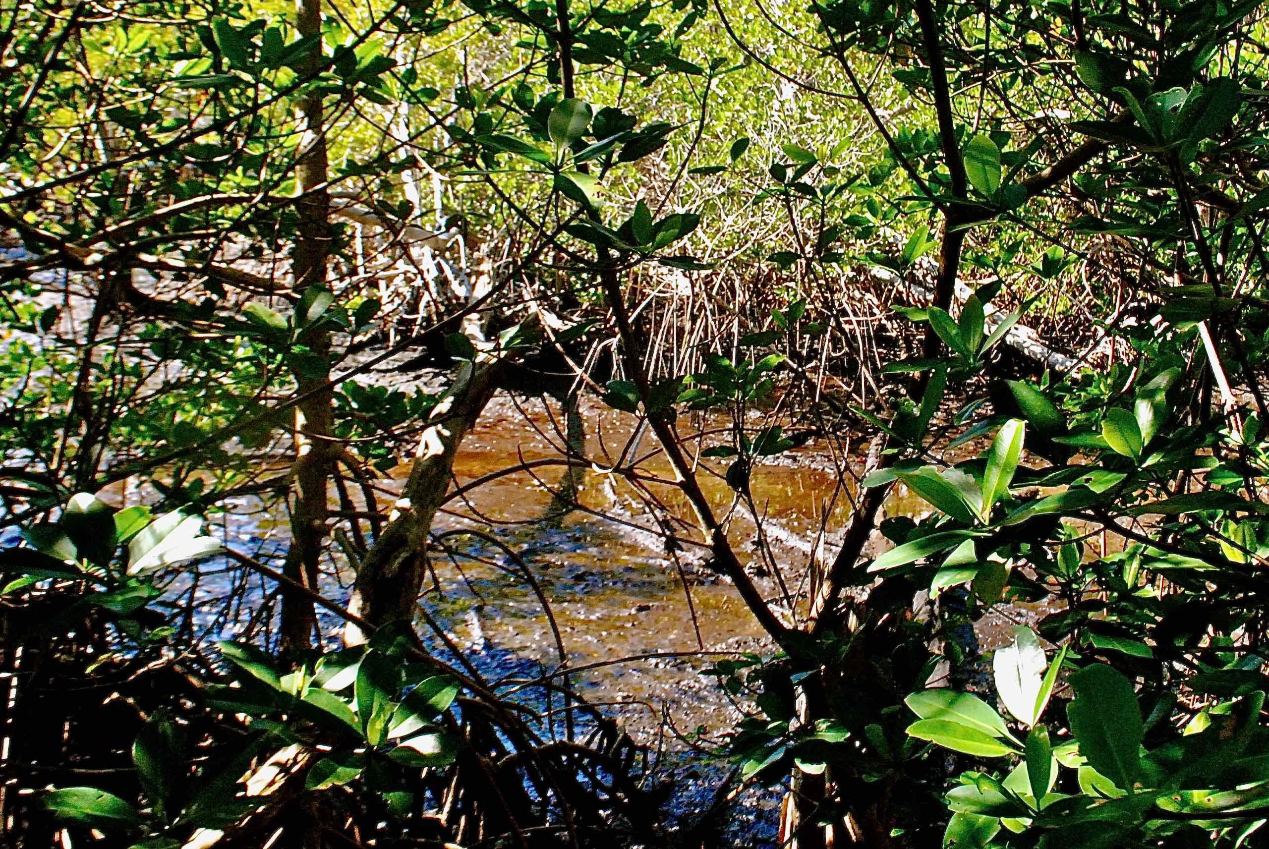 creek and mangroves