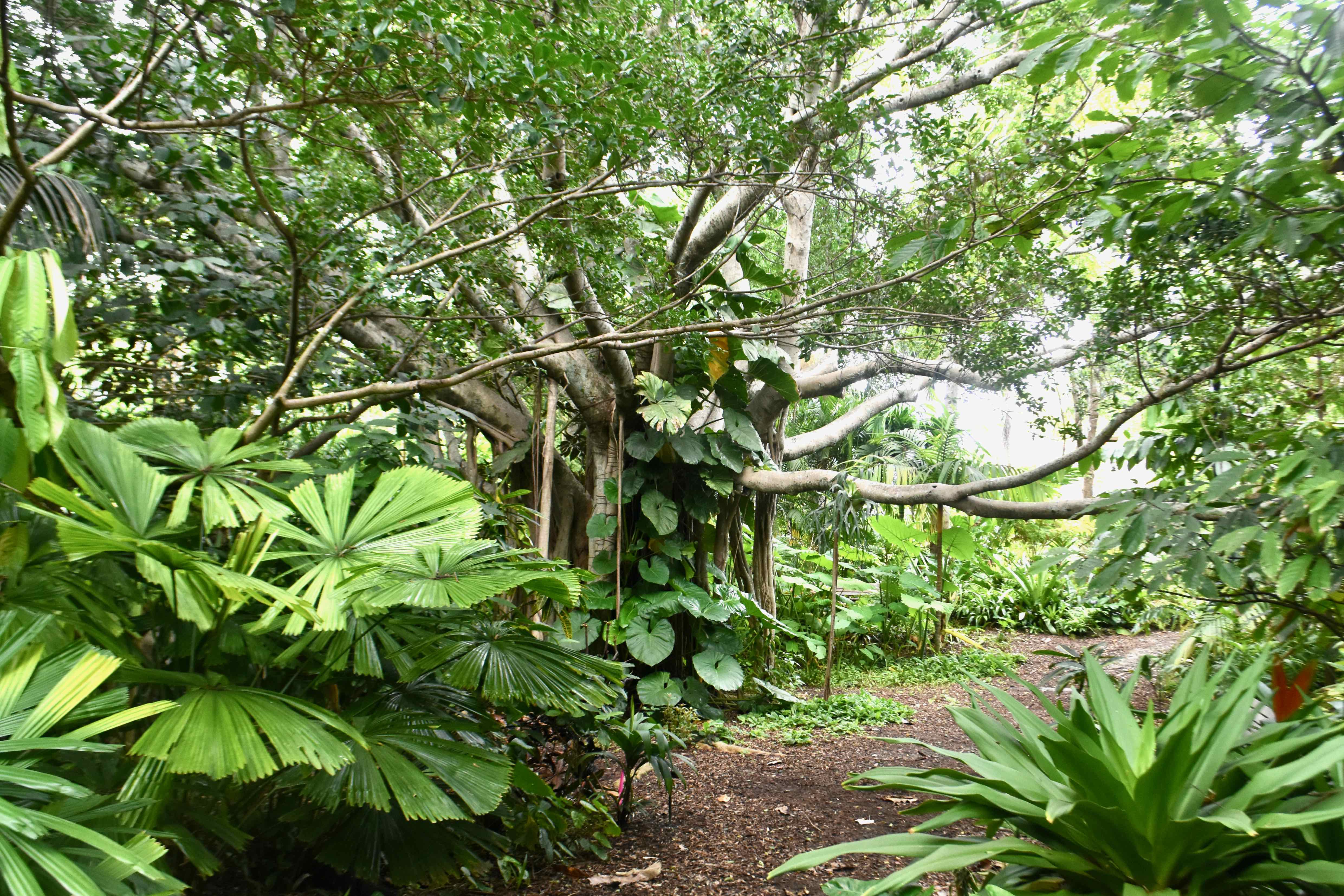 tropical