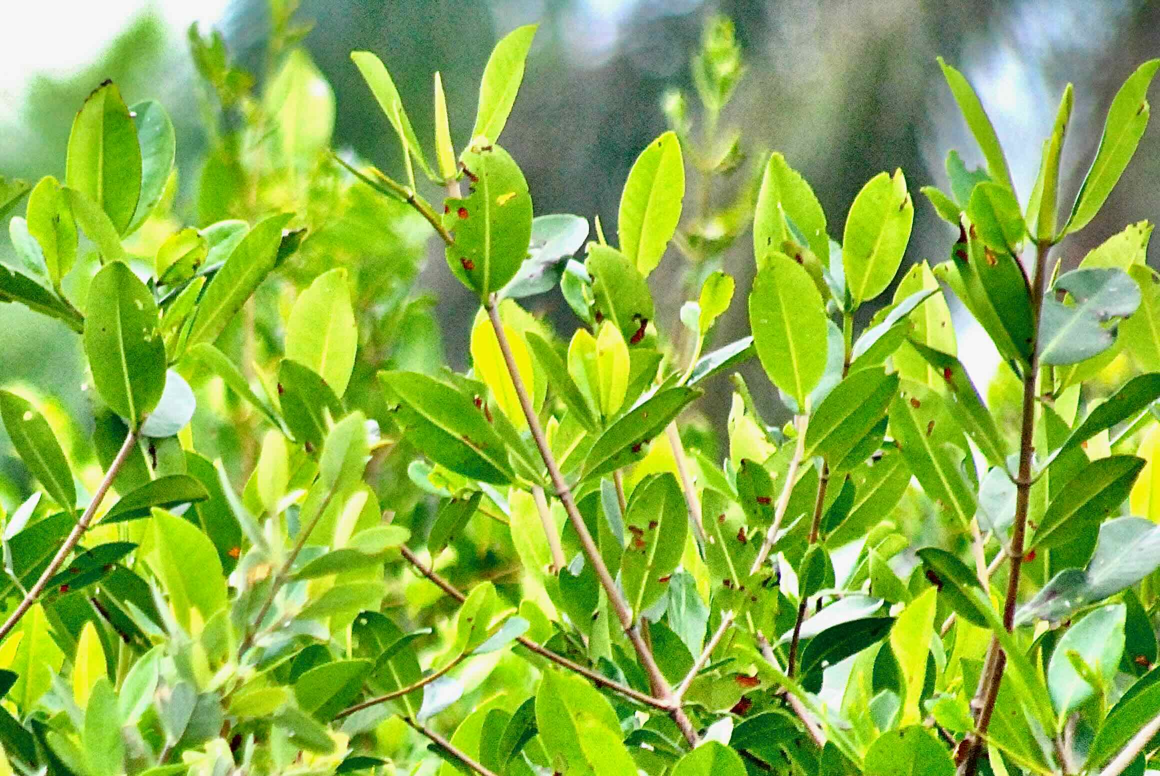White Mangroves