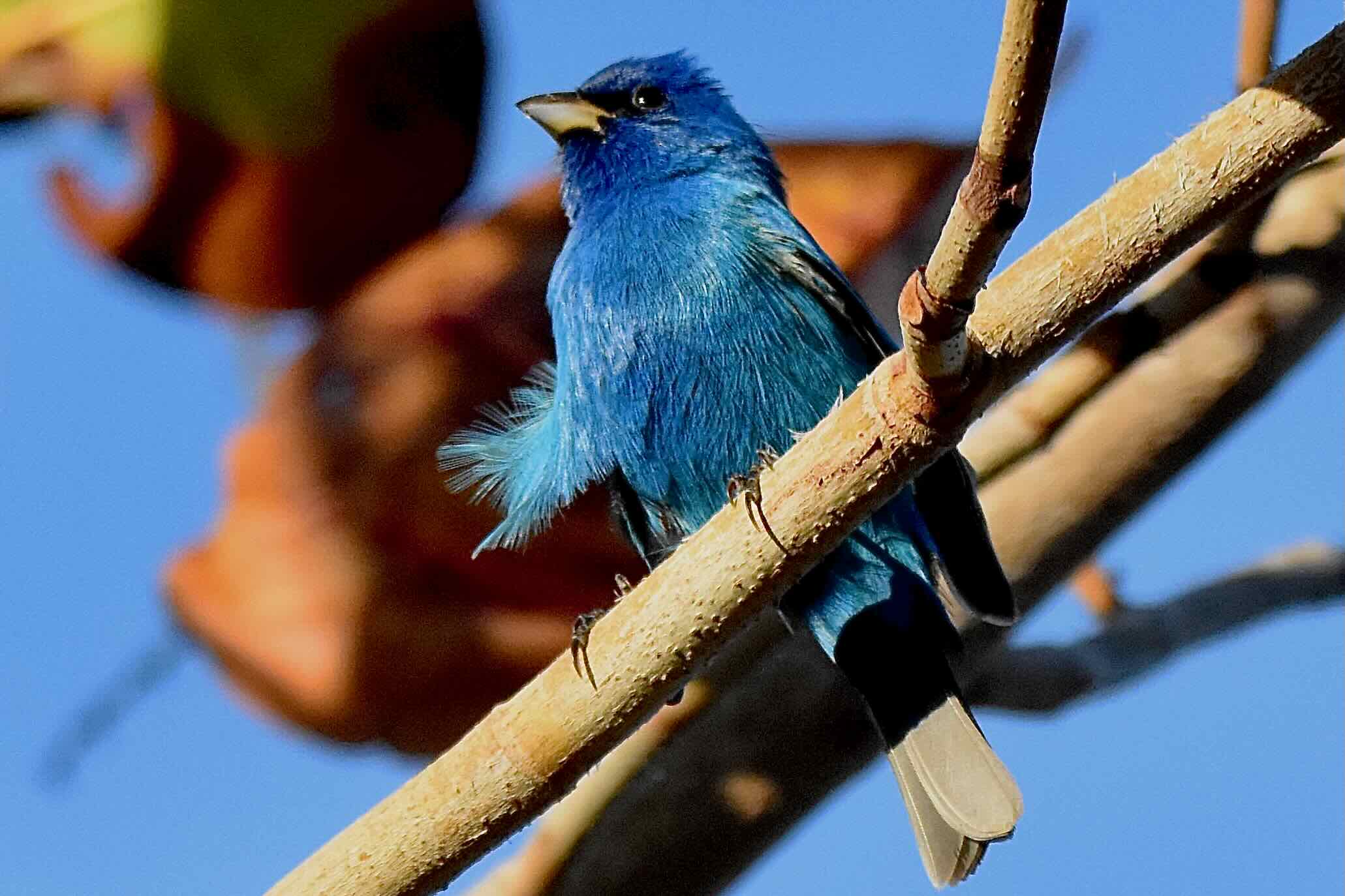 indigo bunting