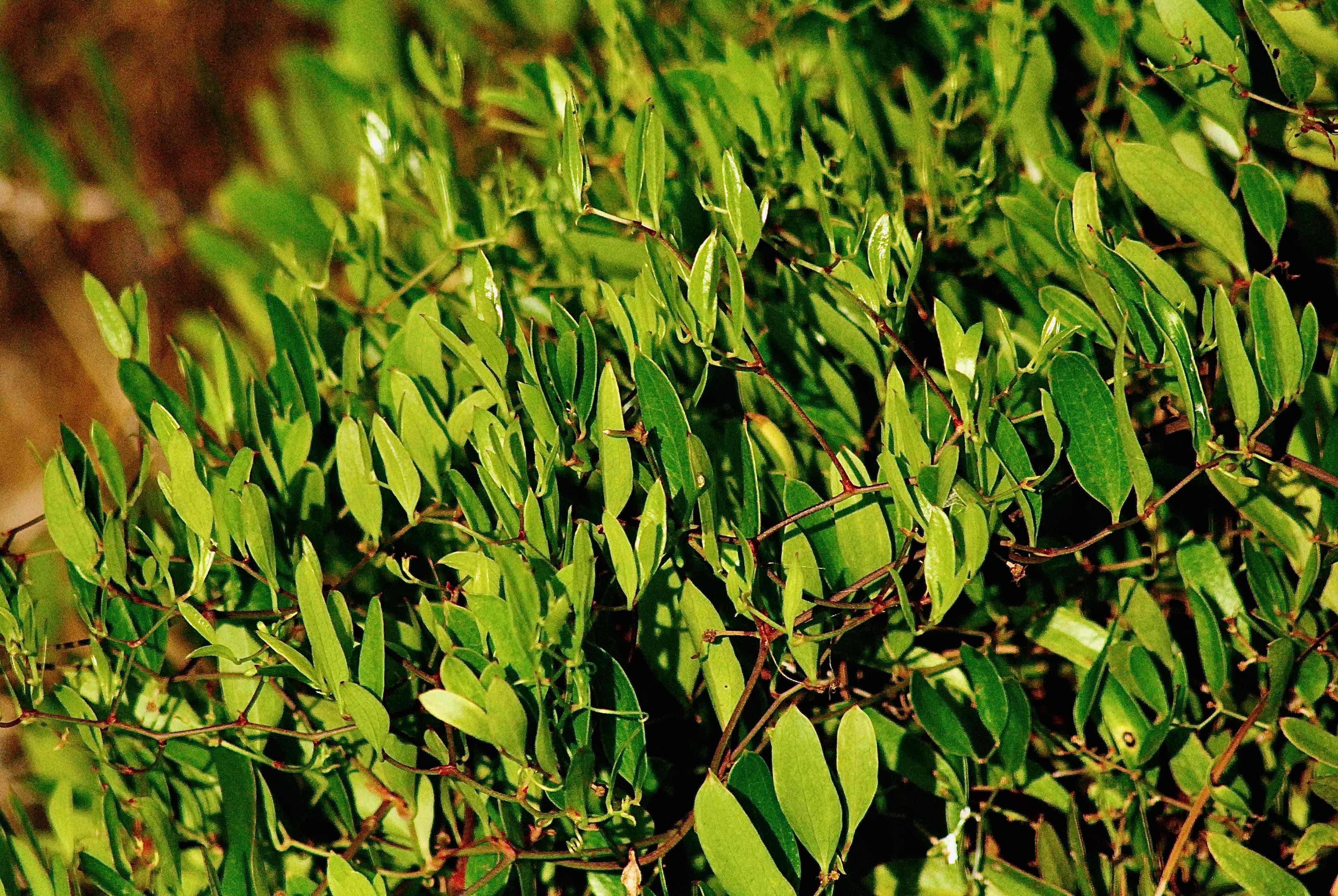 earleaf greenbrier