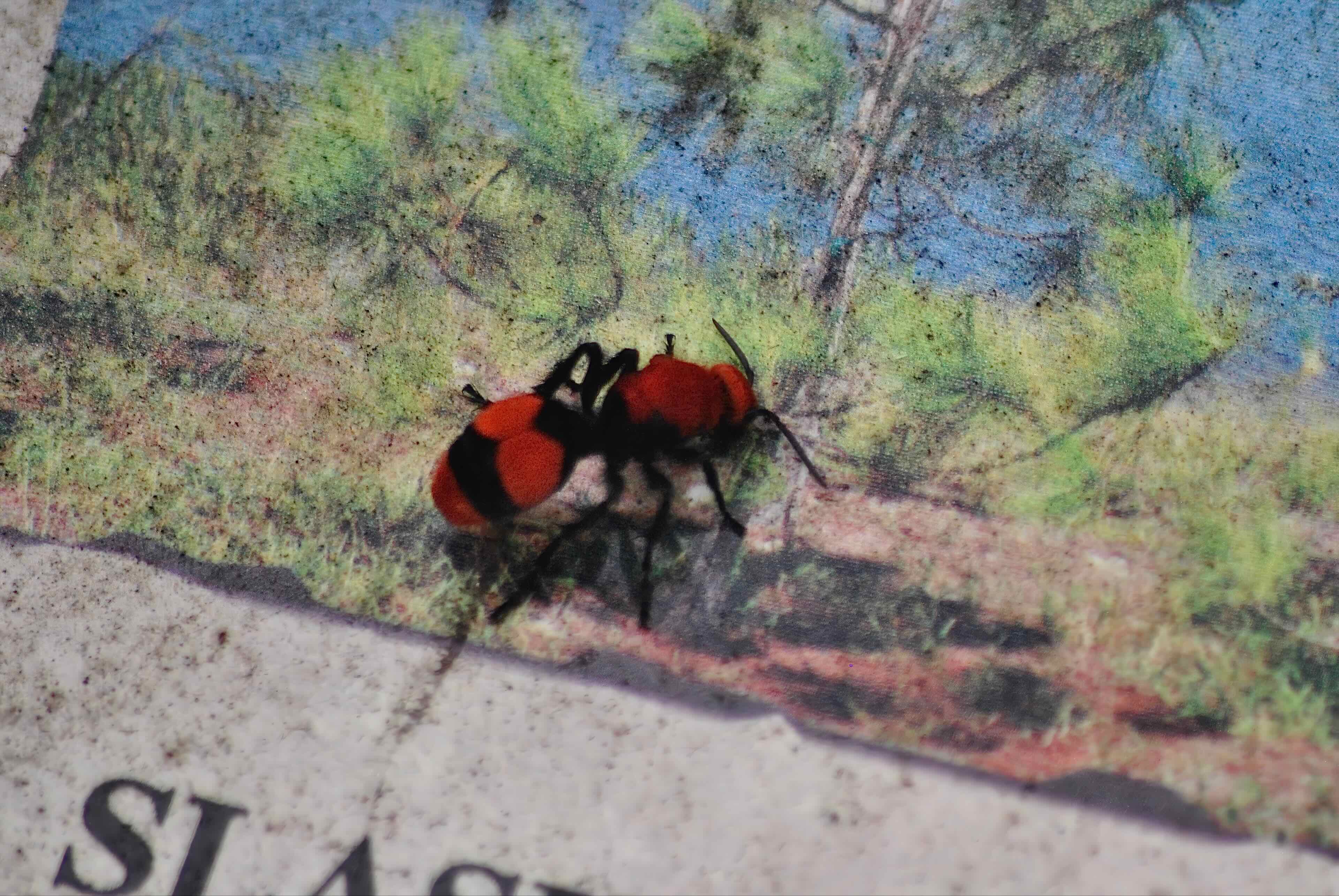 eastern red velvet ant