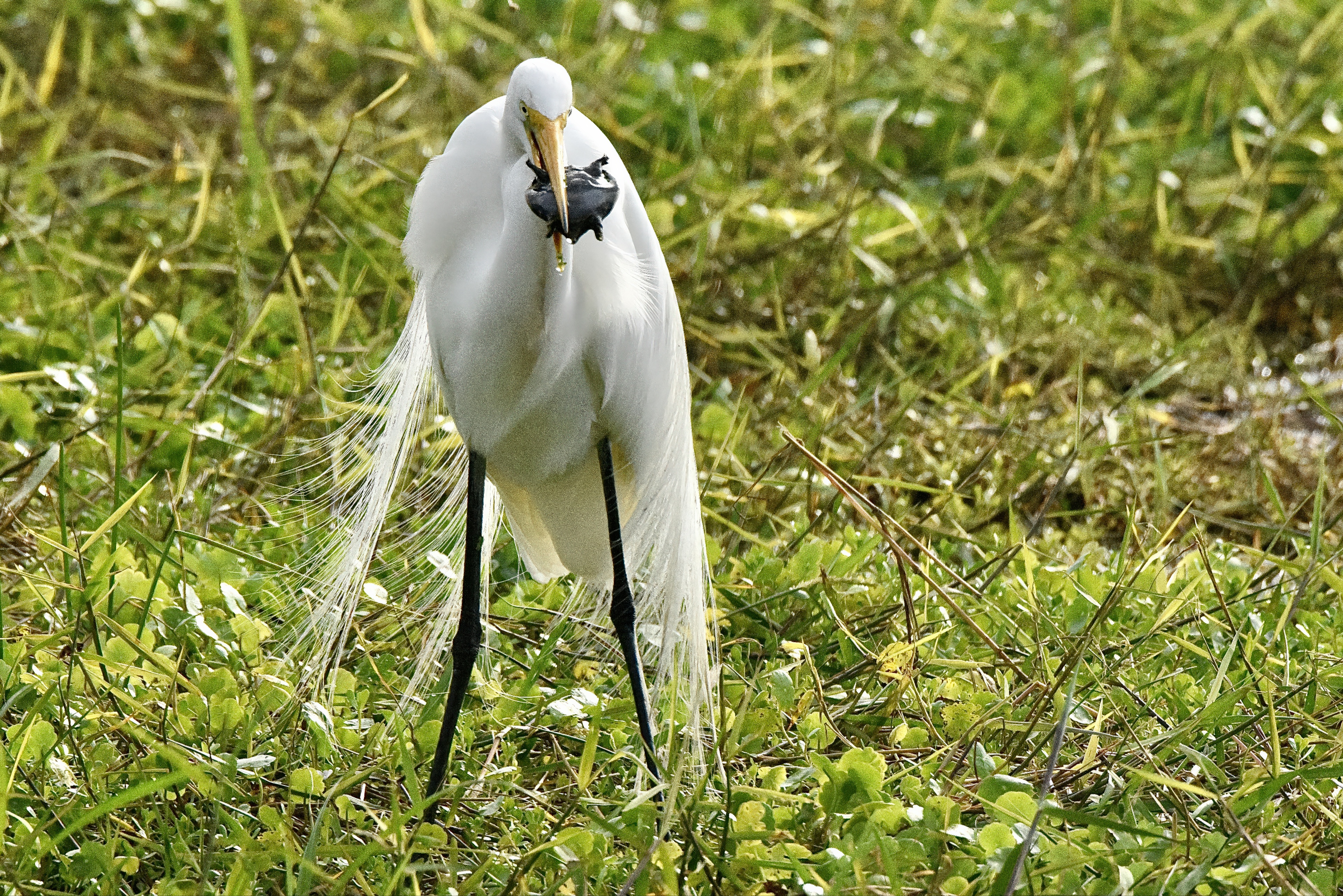 egret eating turtle
