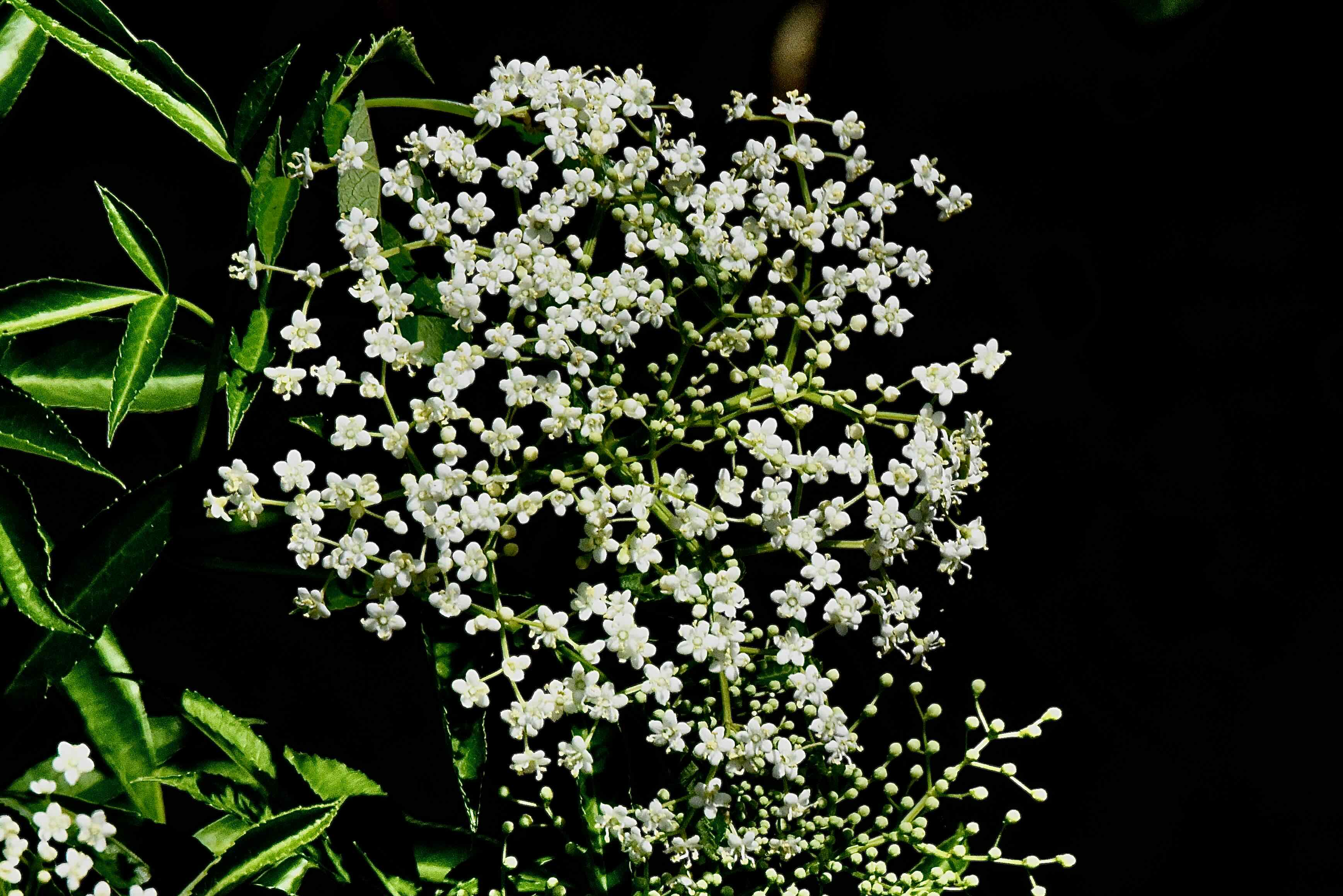 elderberry
