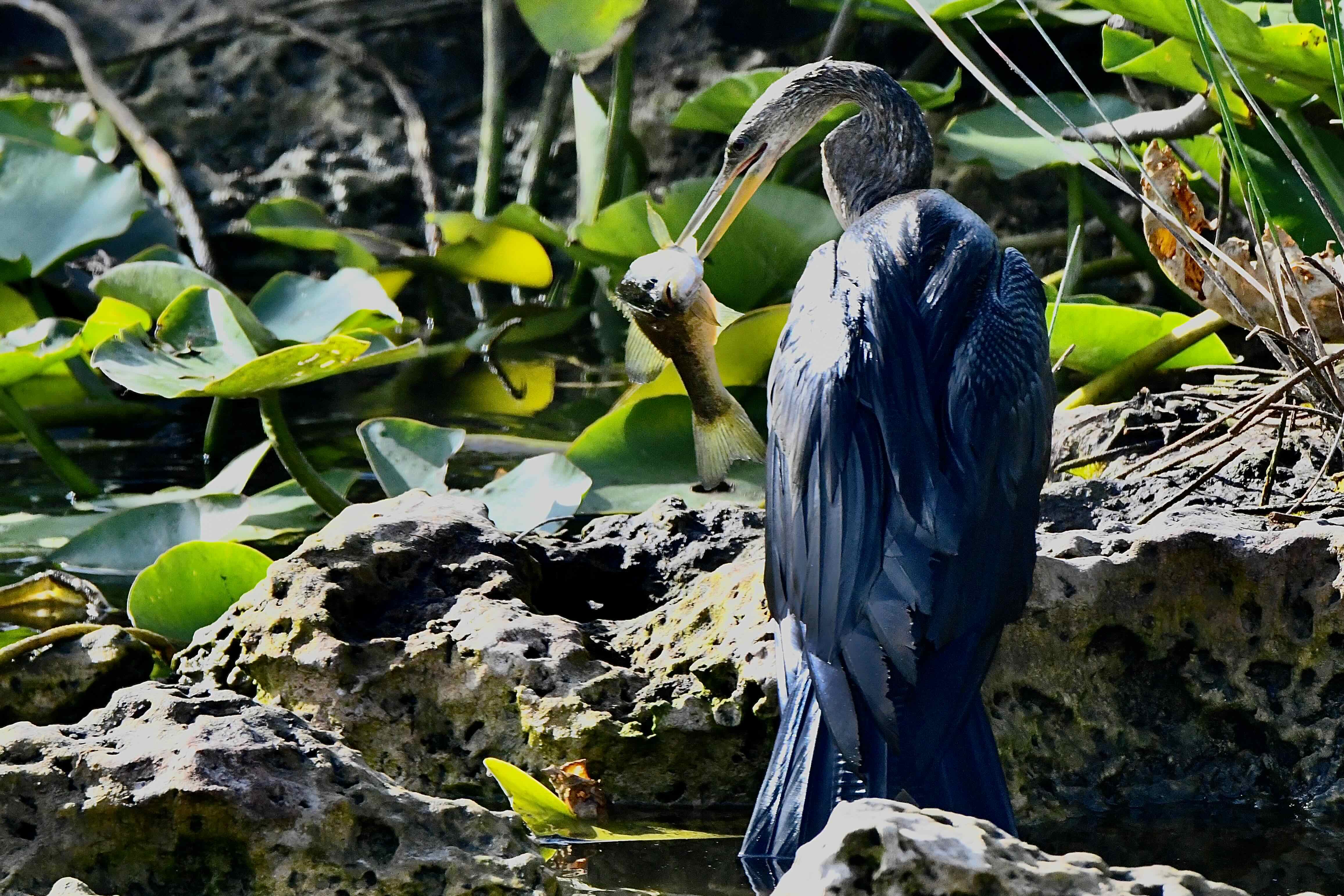 anhinga with fish