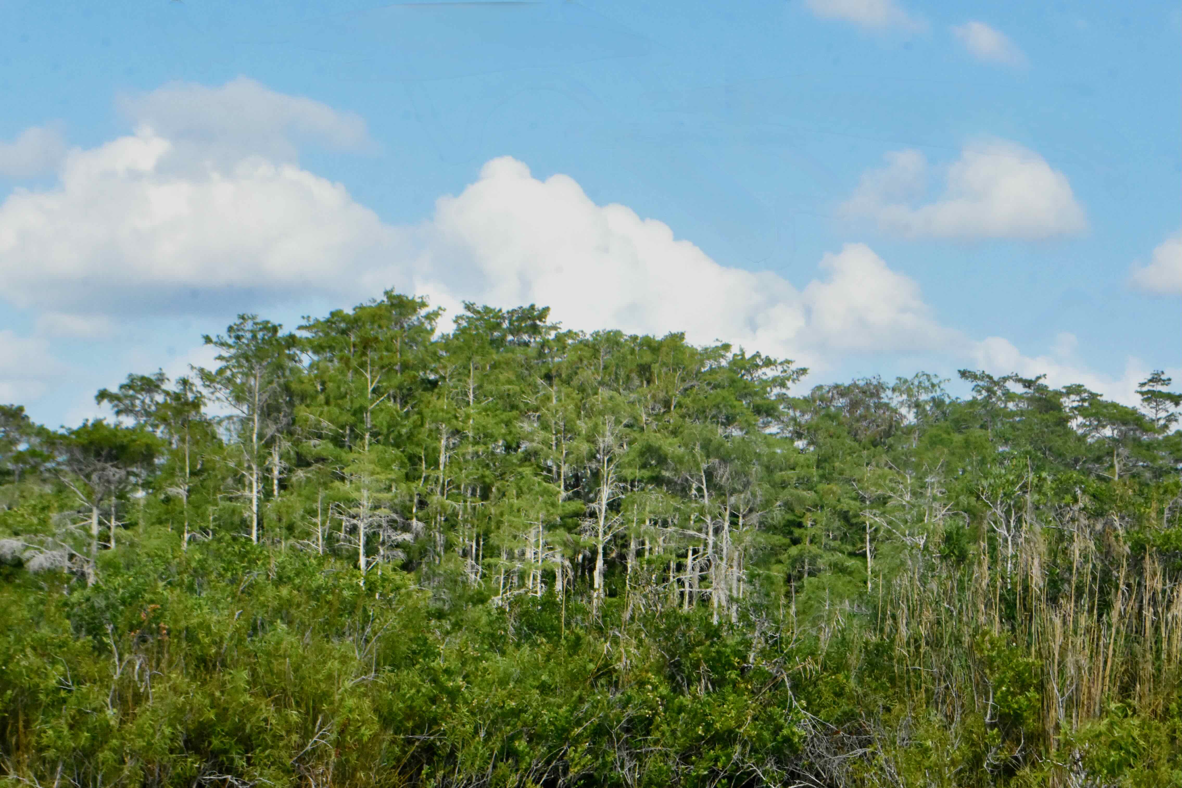 cypress dome