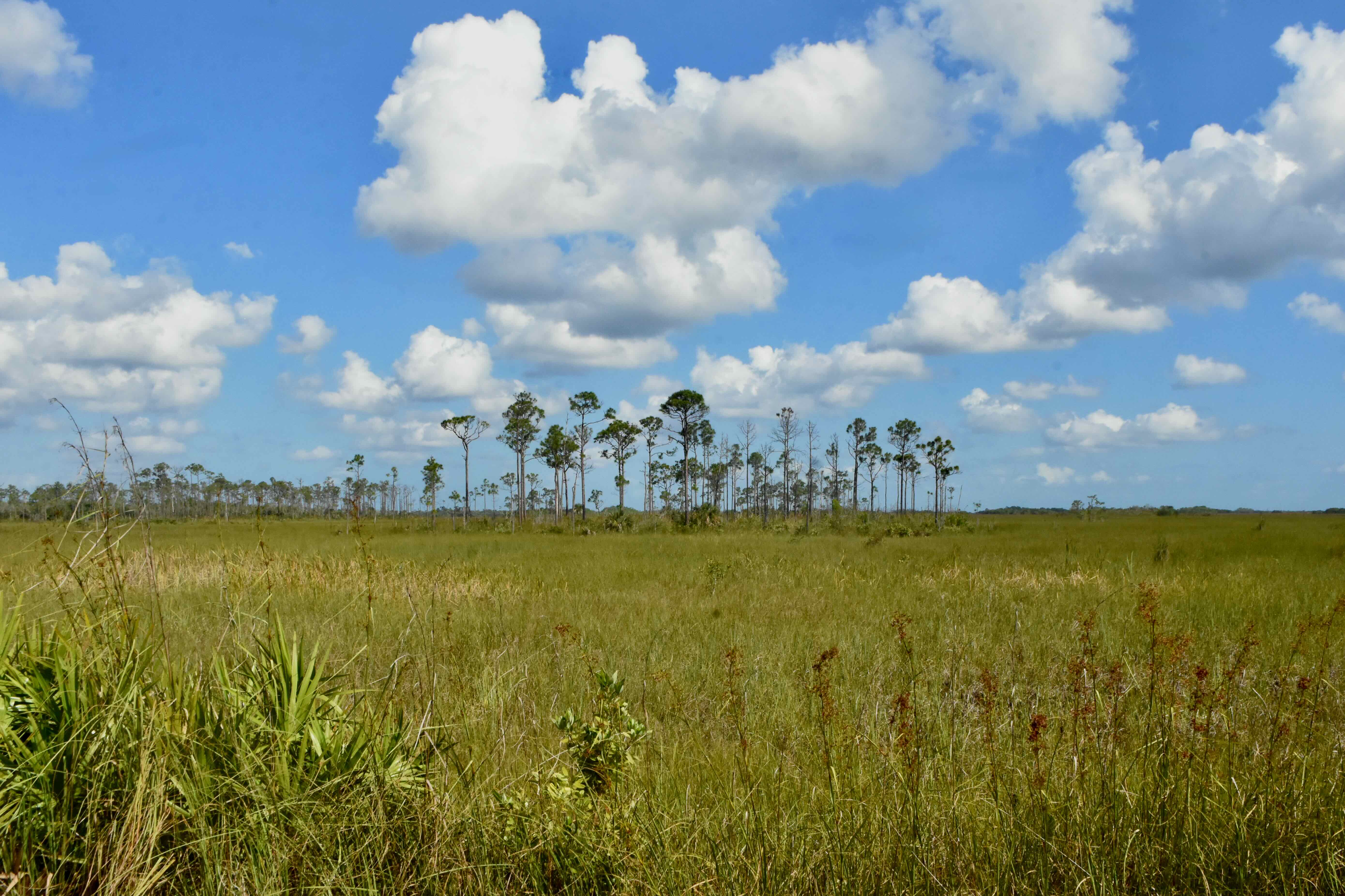 slash pine island