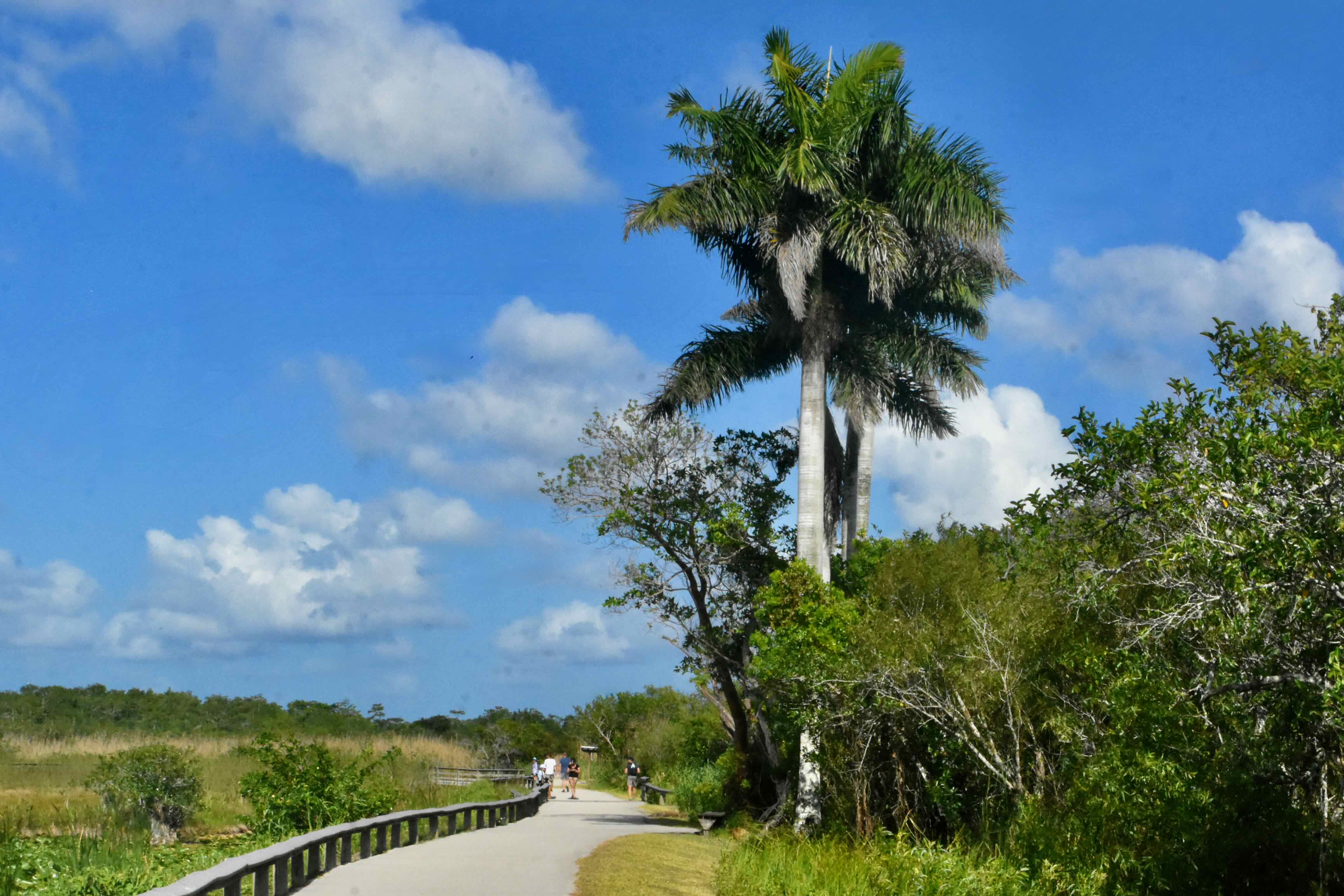 royal palm trees