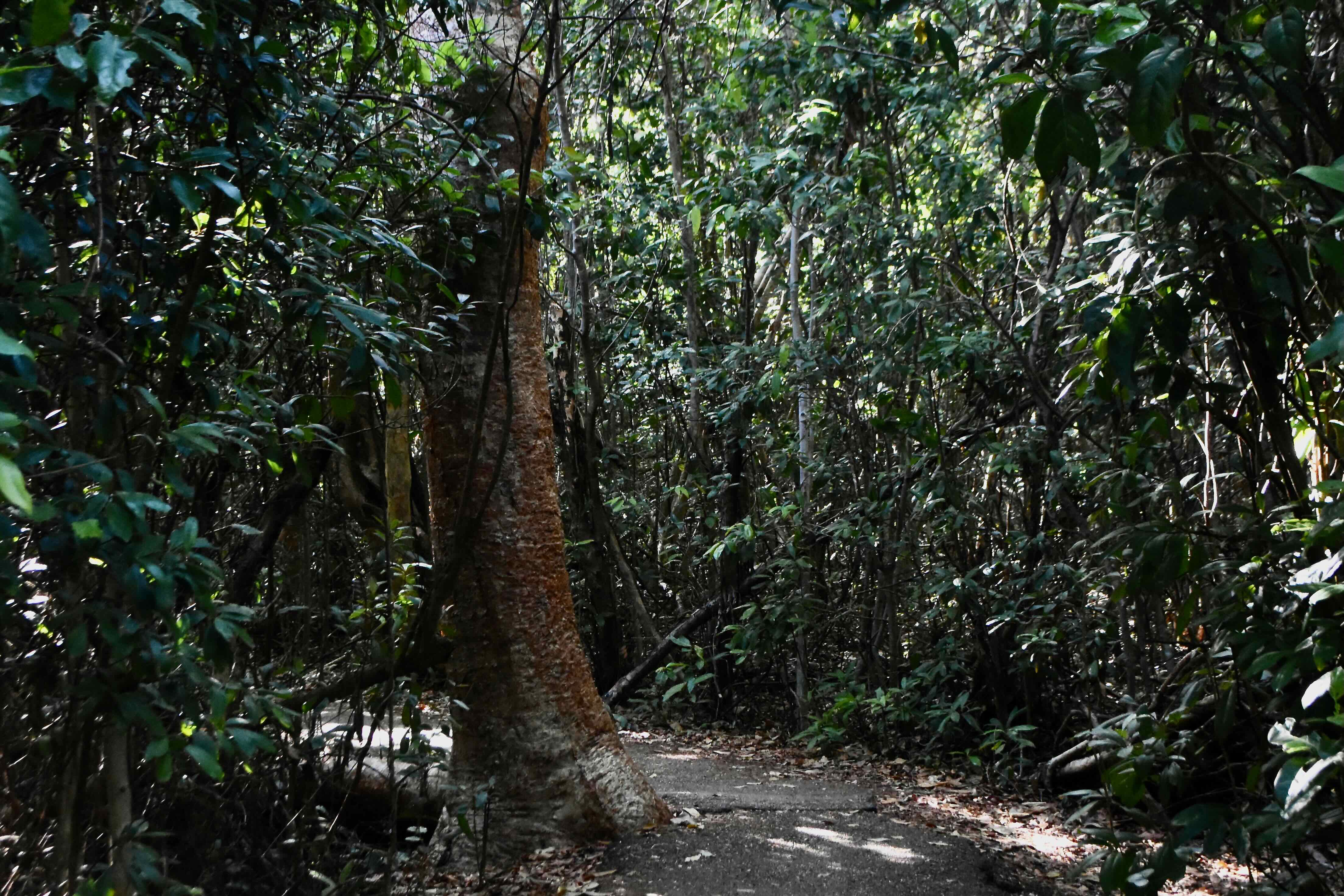 gumbo limbo trail