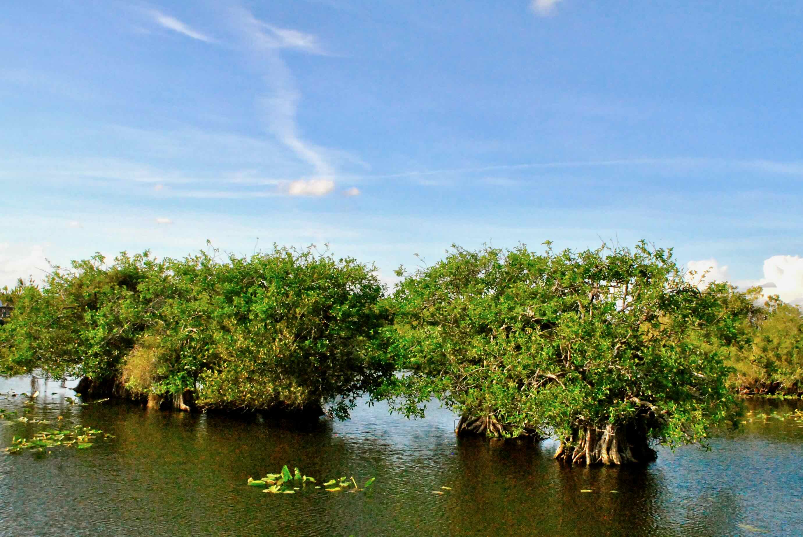 pond apple tree islands