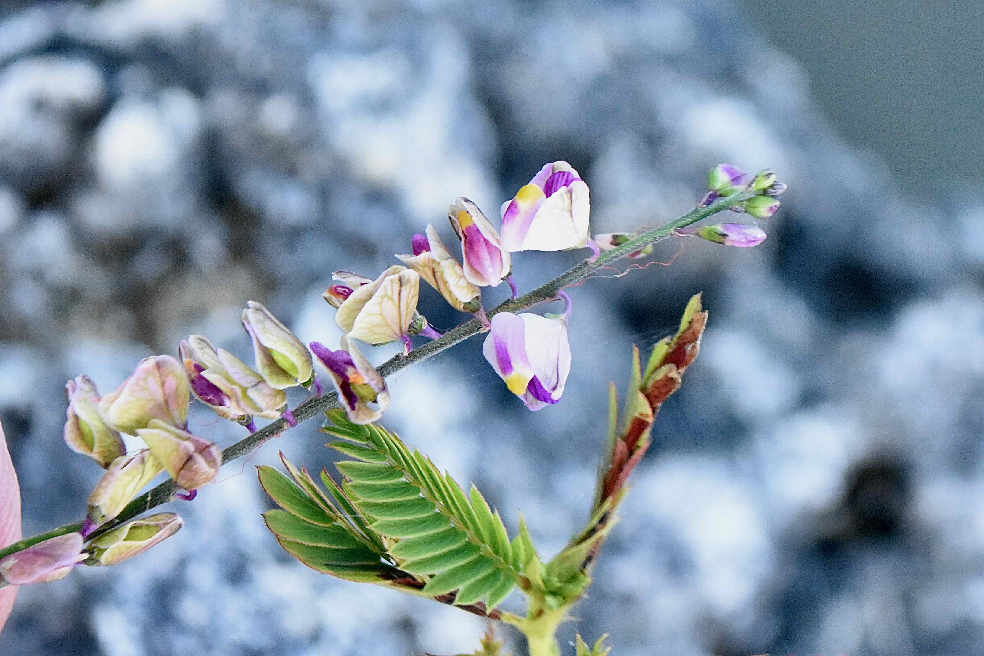 showy milkwort