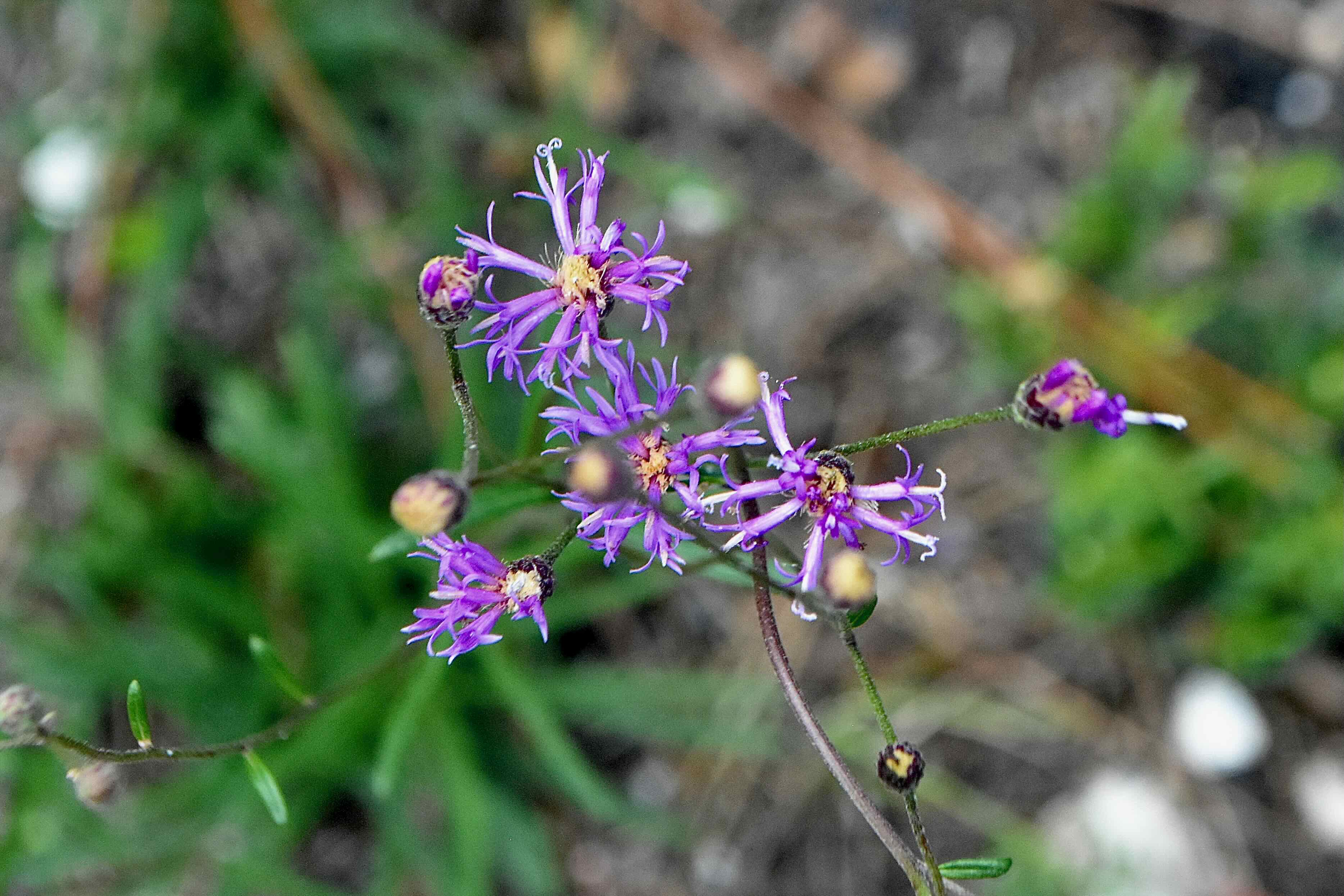 Florida Ironweed