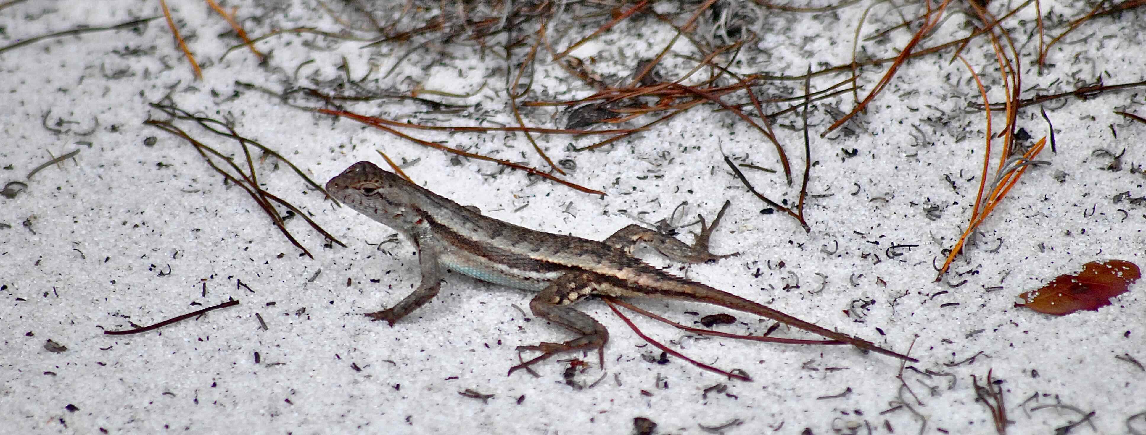 florida scrub lizard
